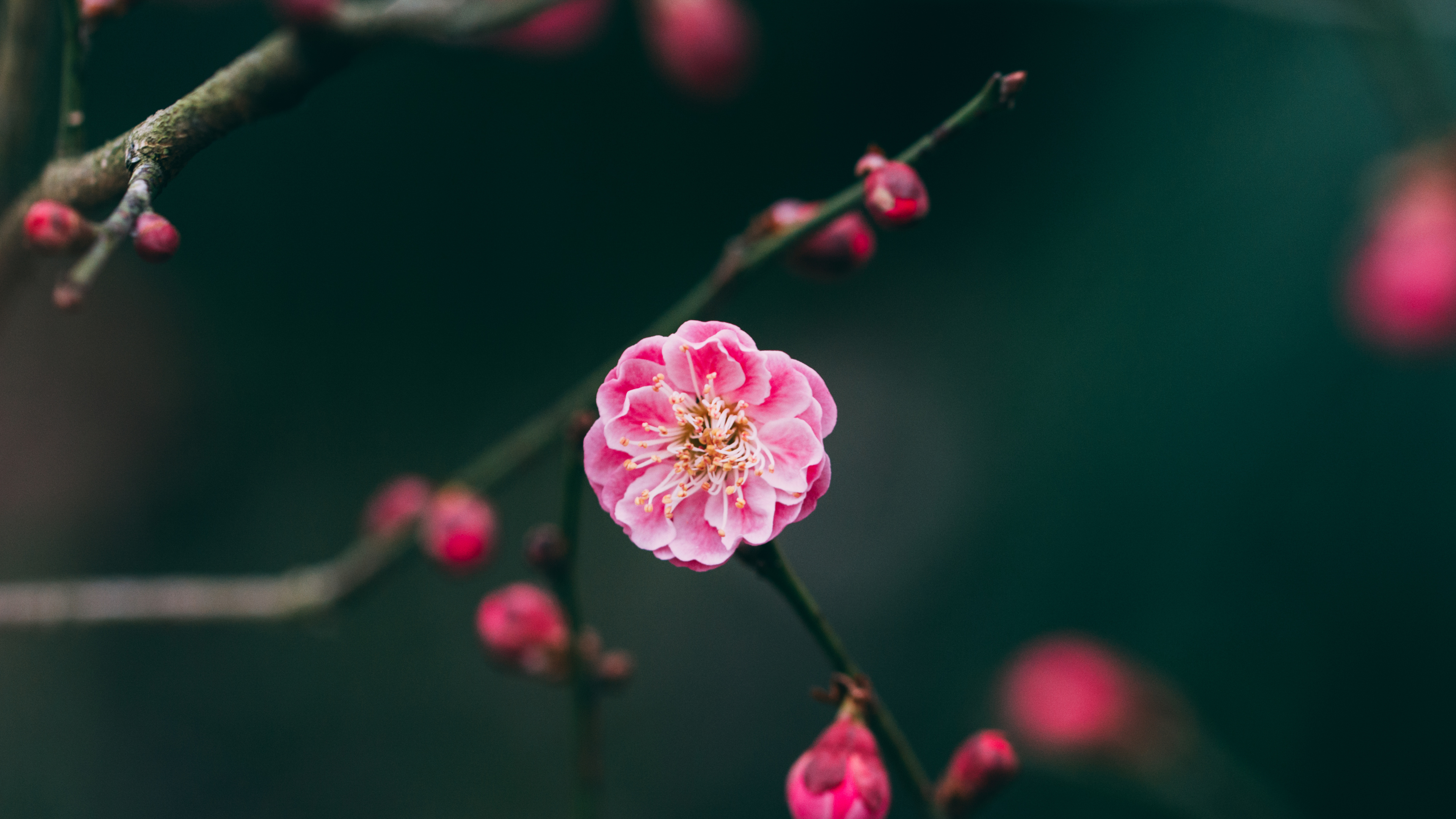 Wallpaper Pink Flower in Tilt Shift Lens, 4K Ultra HD Background ...