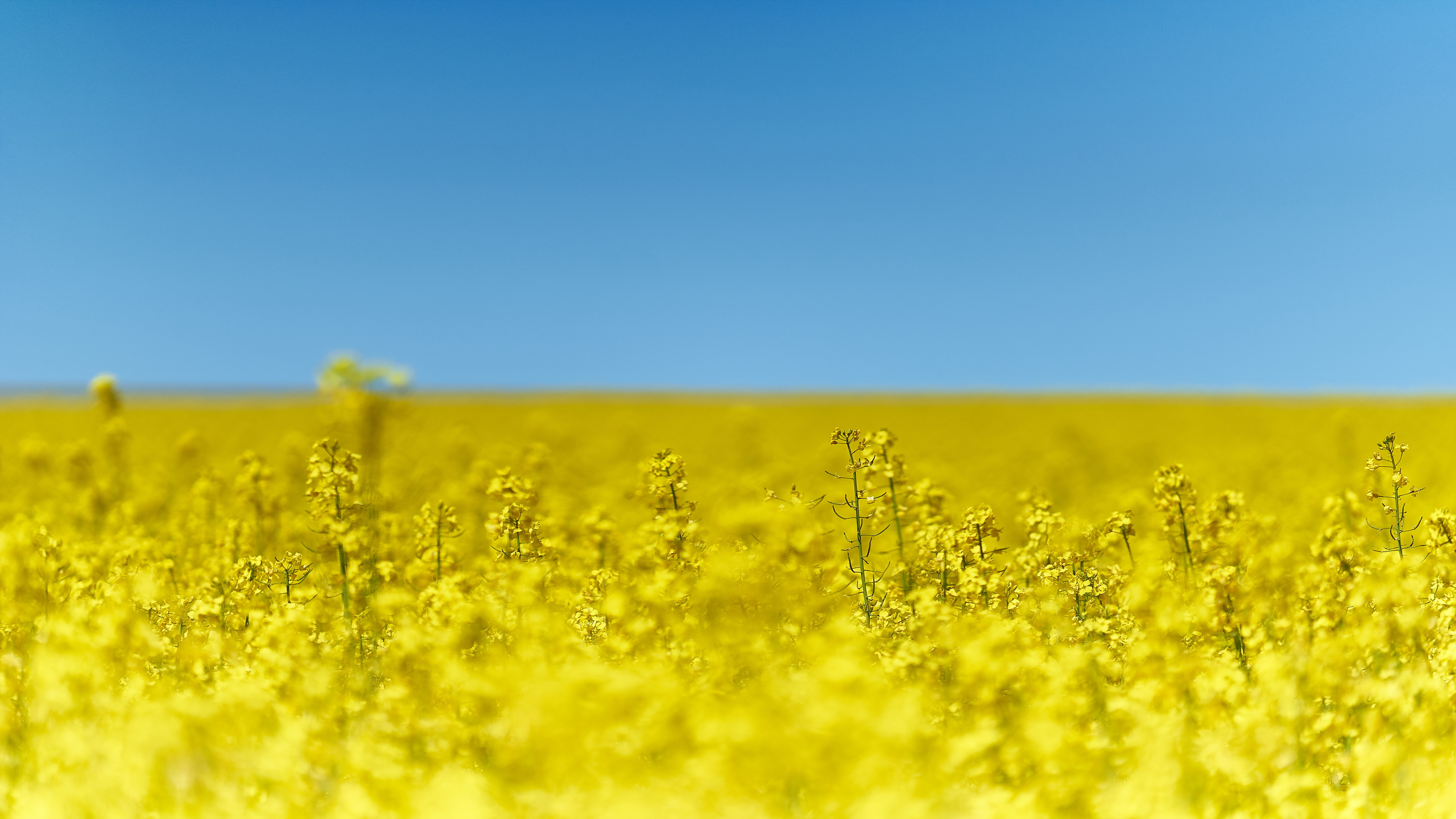 Wallpaper Yellow Flower Field Under Blue Sky During Daytime, 4K Ultra ...