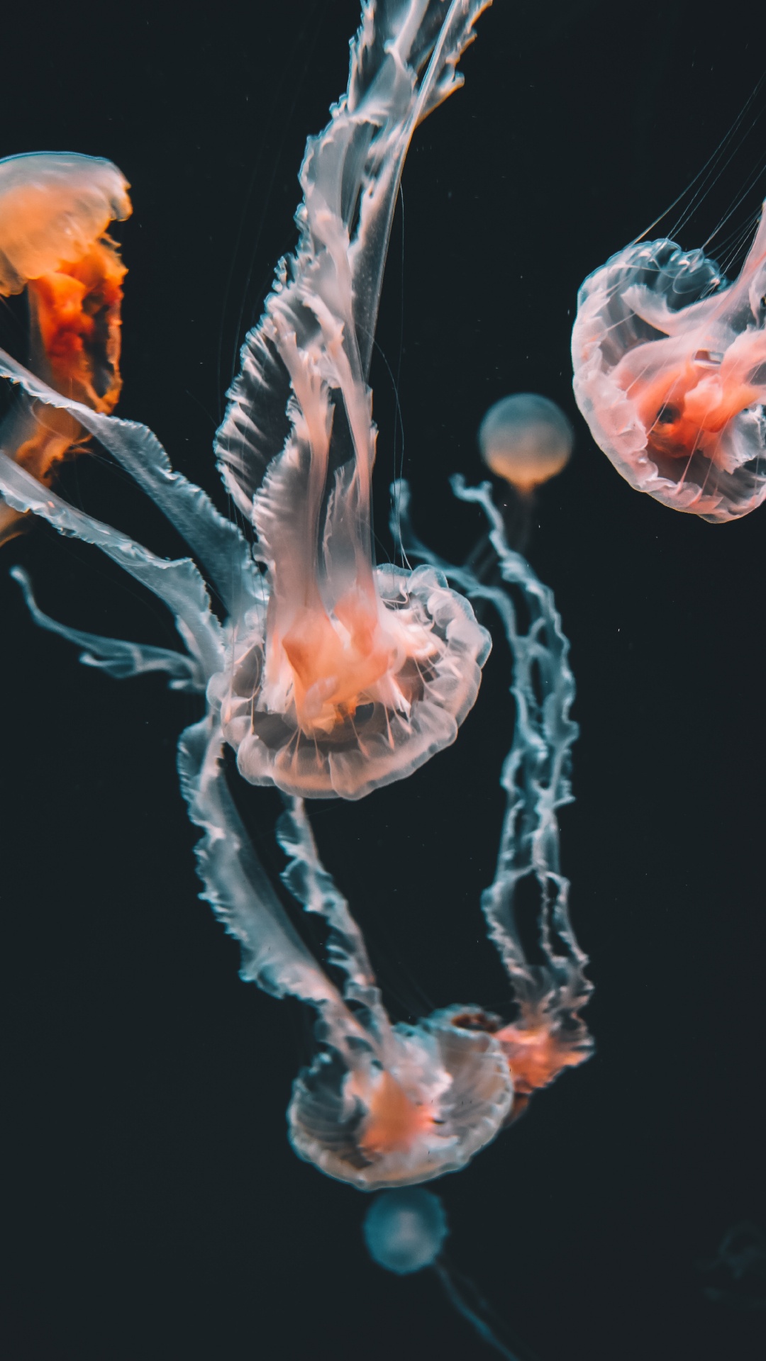 Blue and White Jellyfish in Water Wallpaper for IPhone 6S+/7+/8 ...