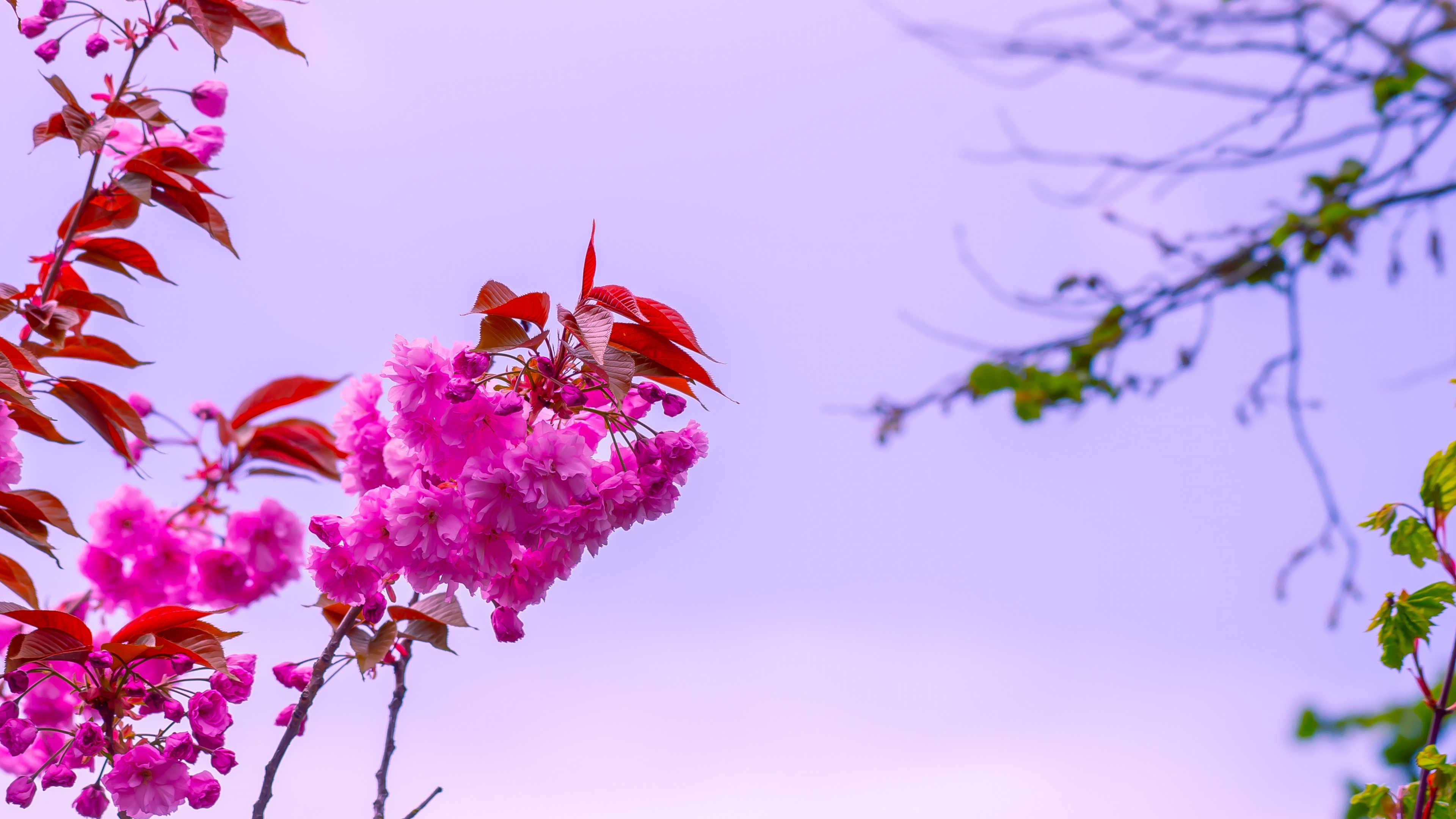 Wallpaper Pink Flower on Brown Tree Branch, 4K Ultra HD Background ...