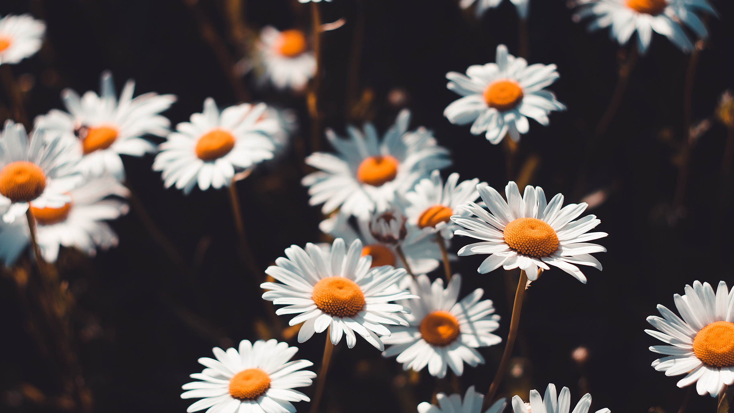 Wallpaper White Daisies in Bloom During Daytime, WQHD, QHD, 16:9 ...