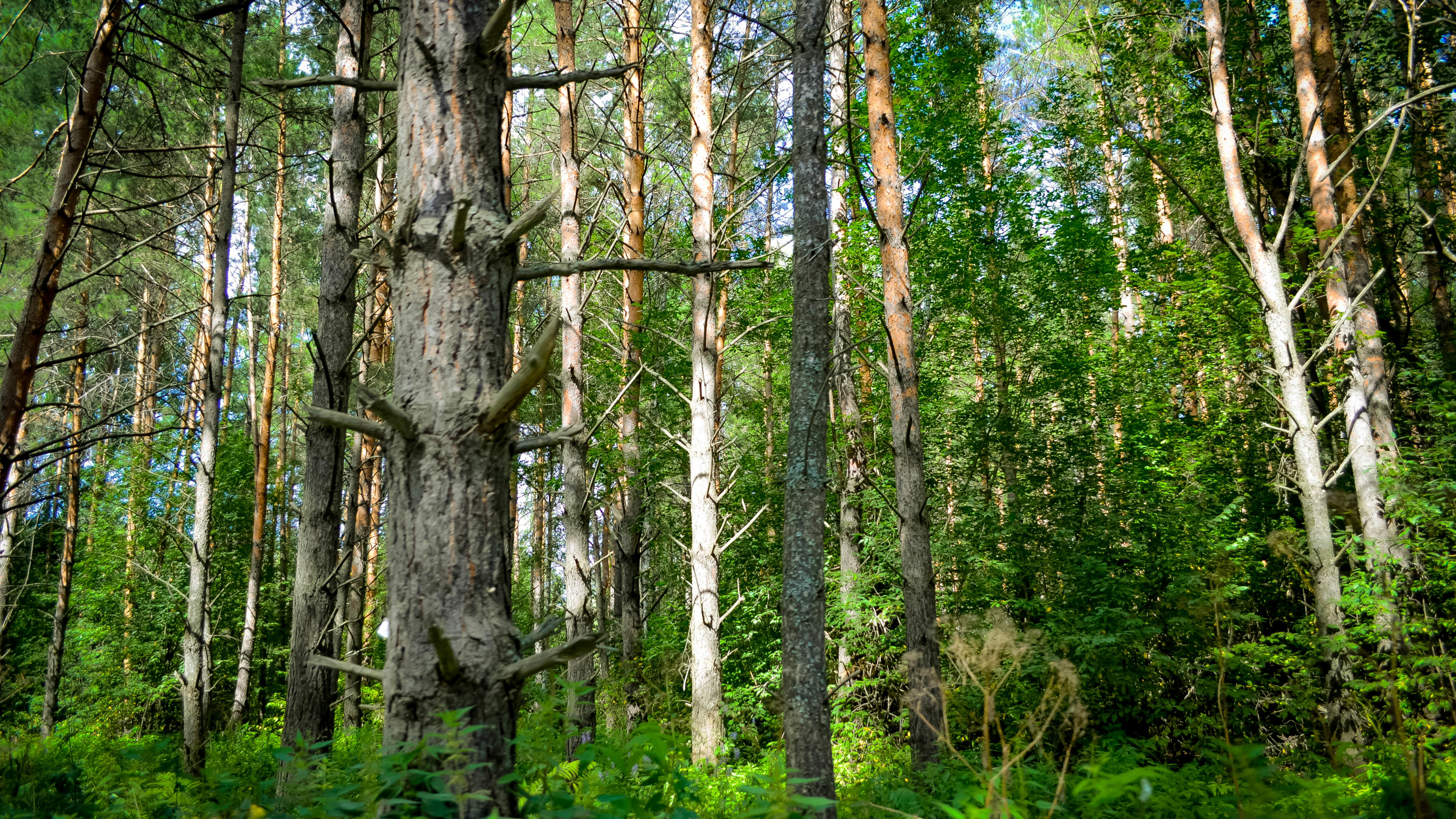 Picture Tree Example Wallpaper Green Trees and Plants During Daytime, 4K Ultra HD Background ...