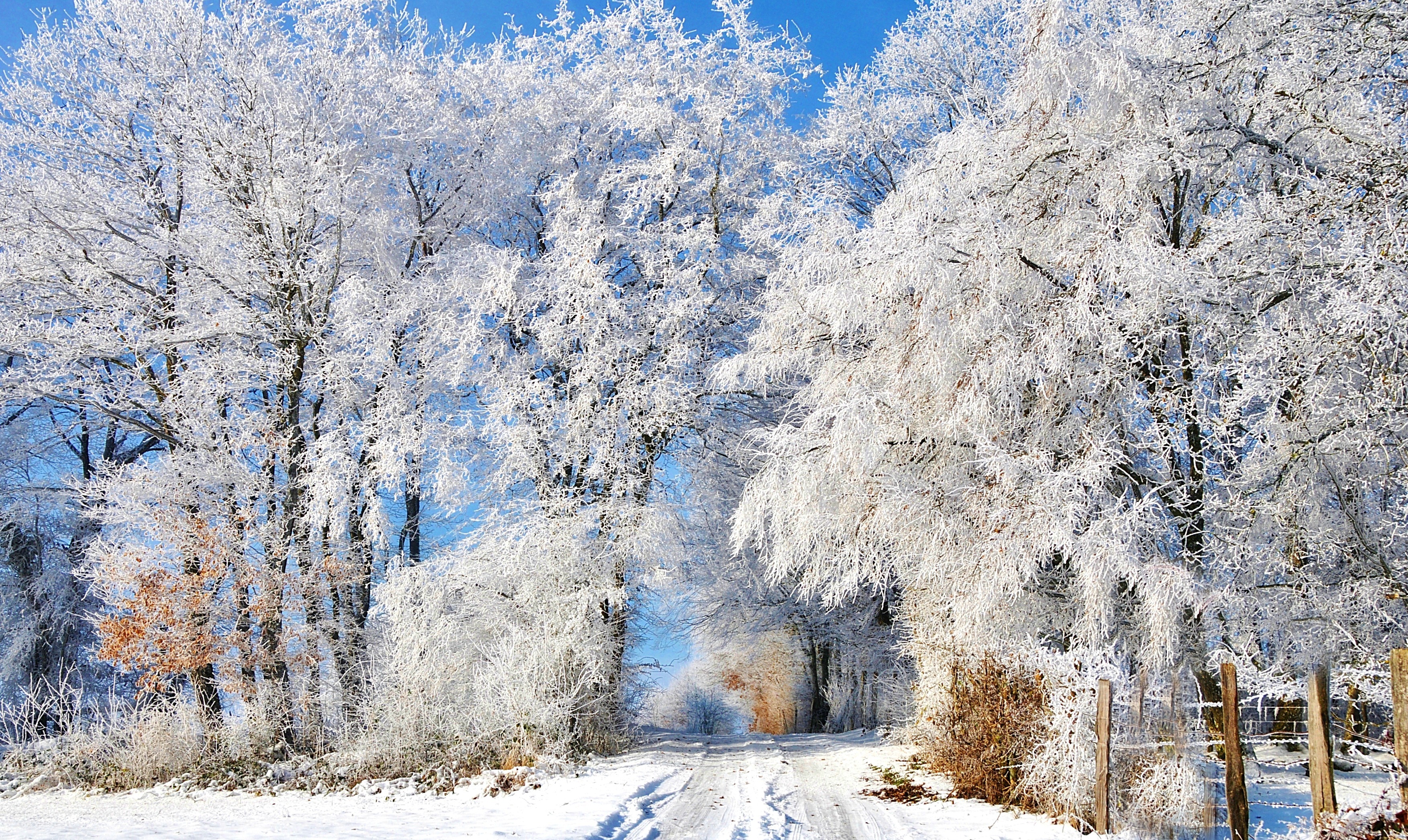 Картинки зима красивые. Макар Весноуказчик. Деревья в снегу. Иней на деревьях. Зима деревья в снегу.
