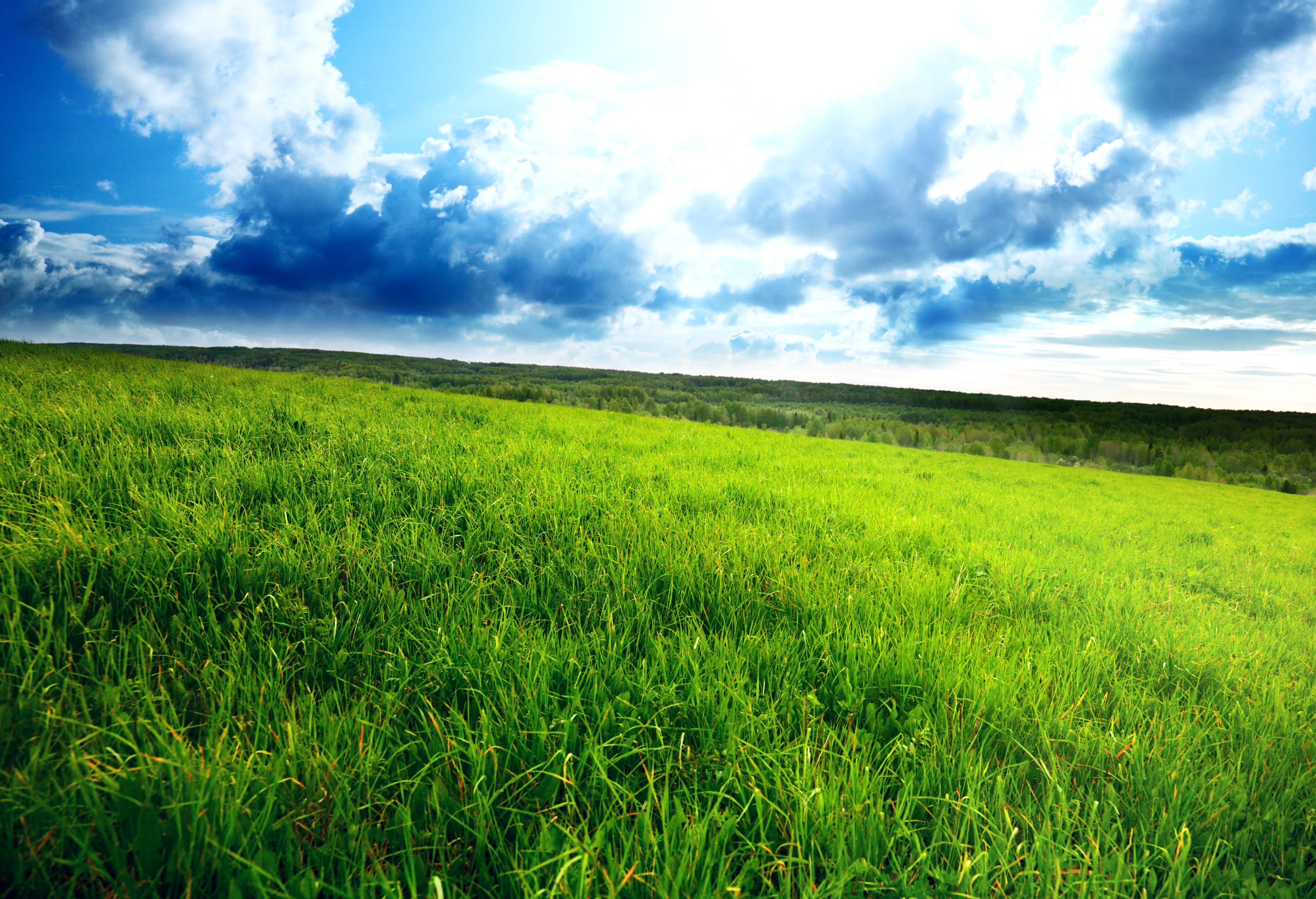 Песня голубое небо зеленая трава. Трава поле. Зеленое поле. Трава луг. Поле и небо.