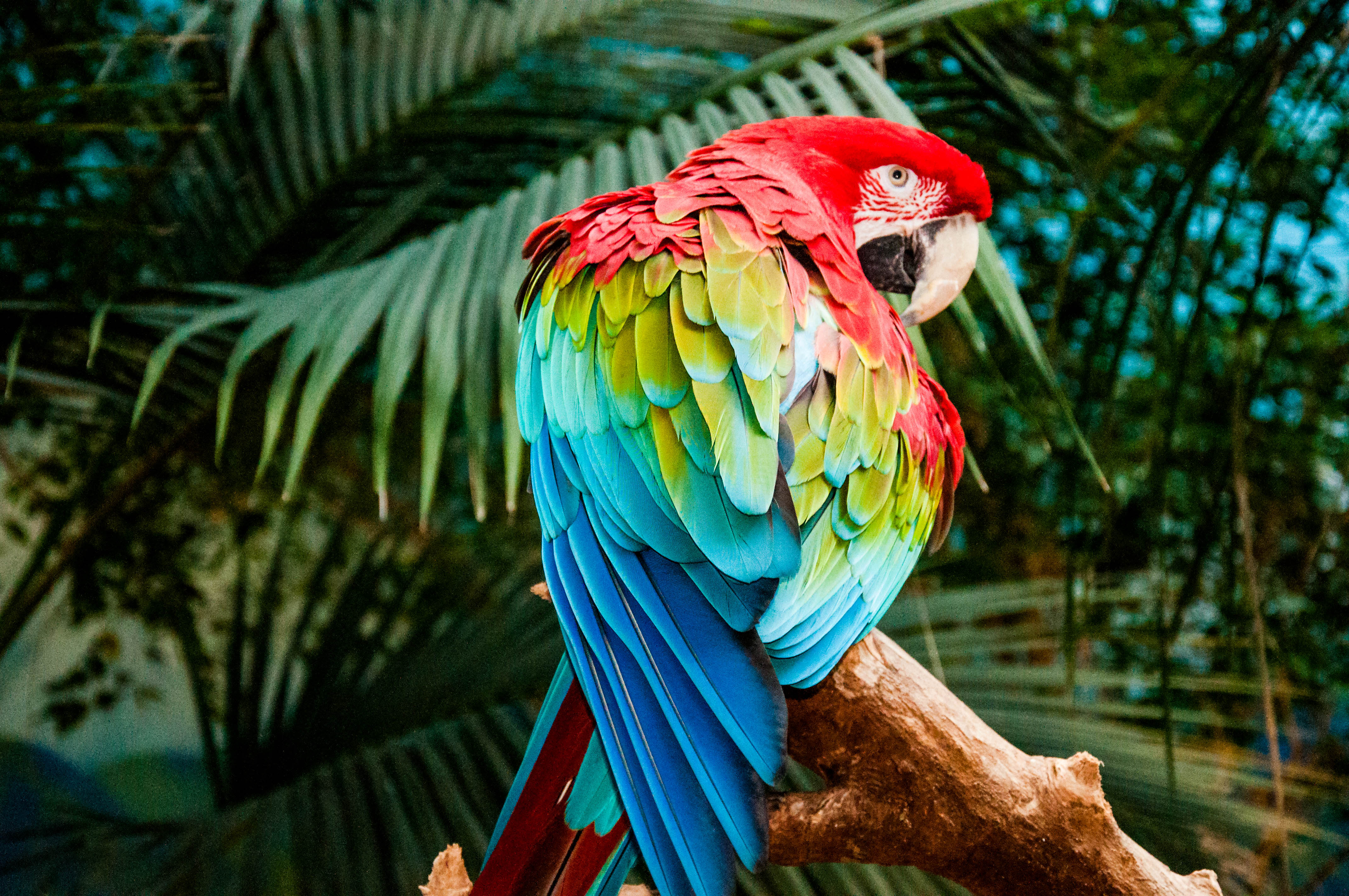 Разноцветное какаду. Попугай ара. Ара ара попугай. Какаду и ара. Какаду ара разноцветный попугай.