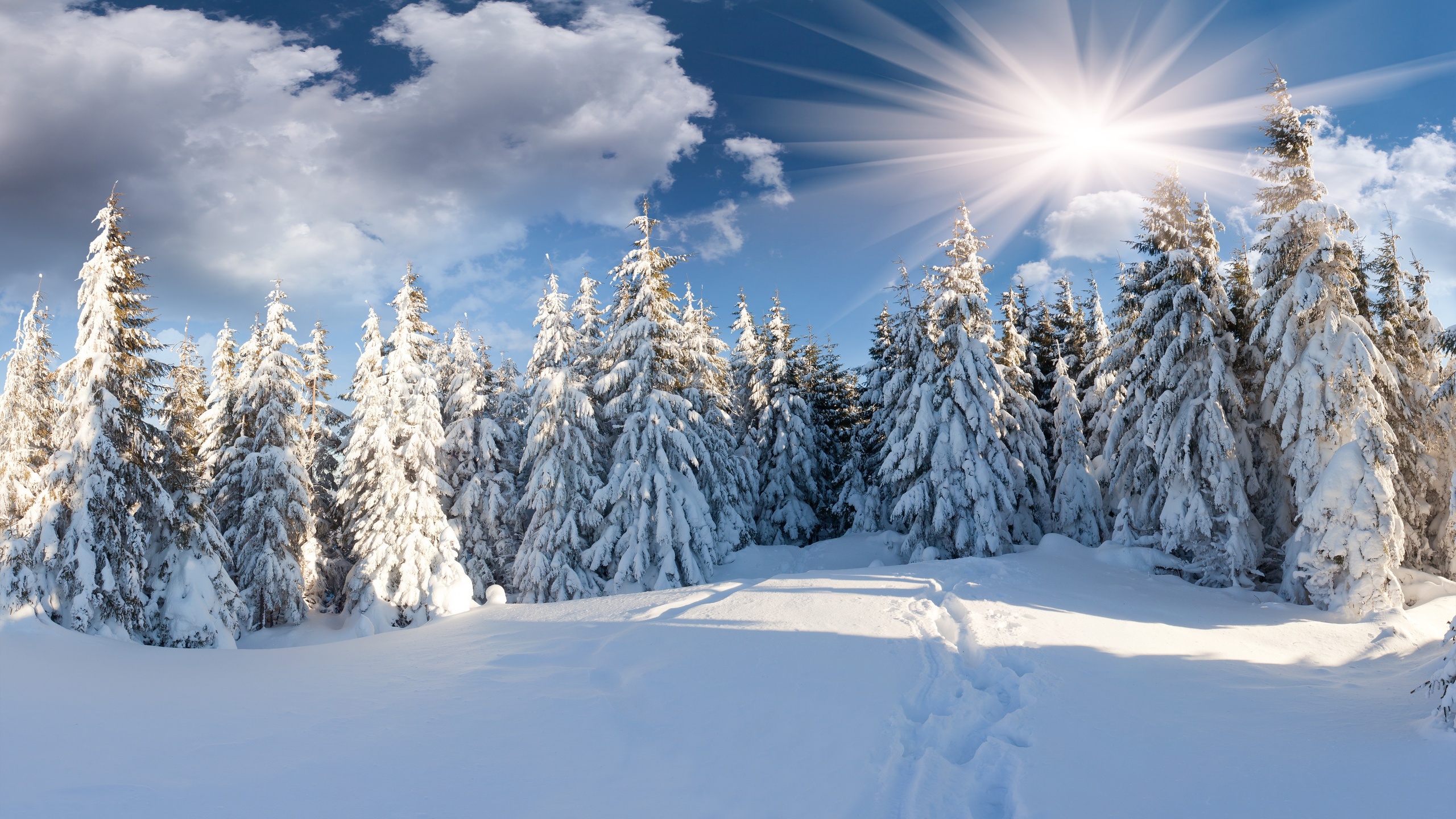 Wallpaper Snow Covered Pine Trees Under Blue Sky During Daytime ...