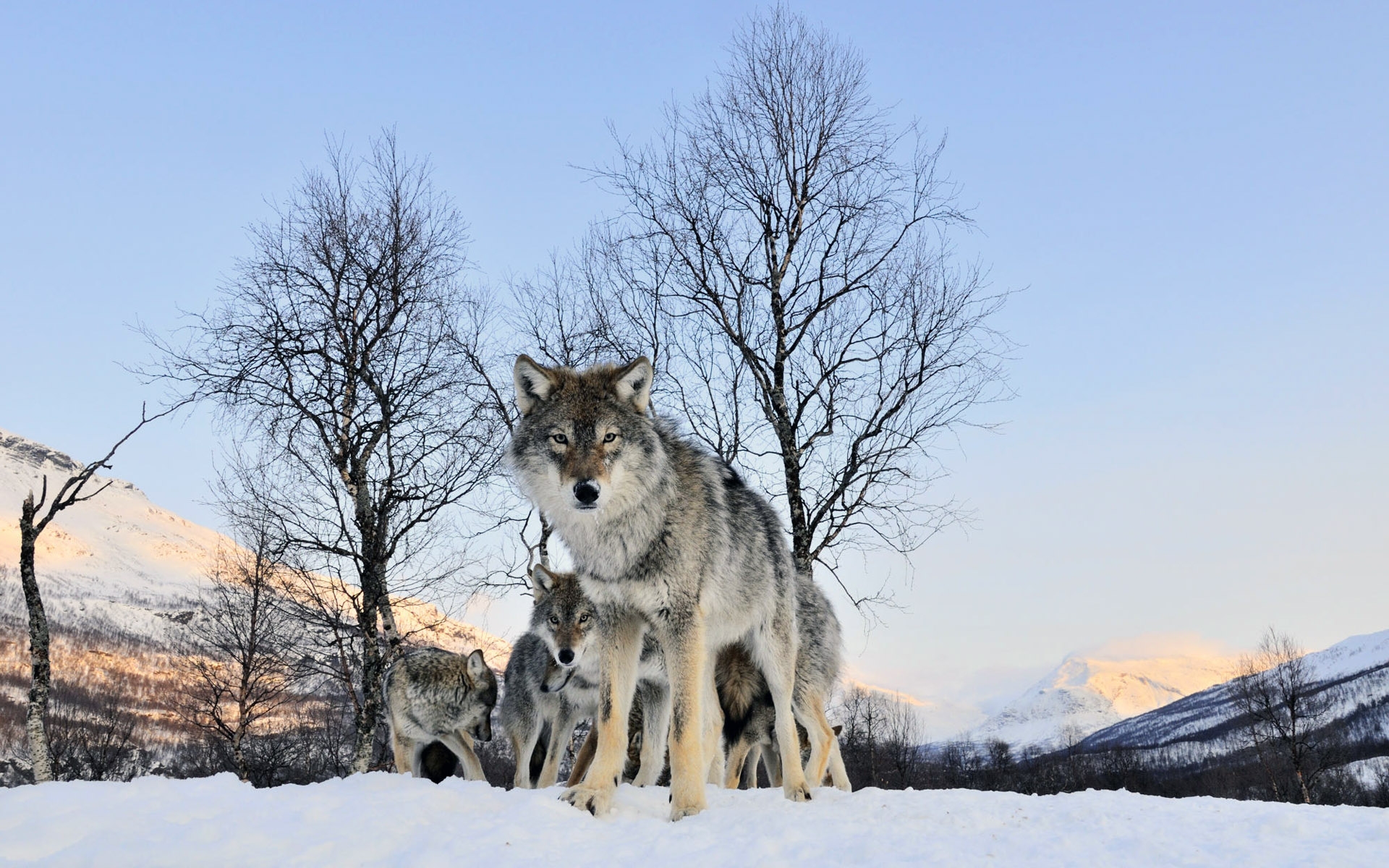 Fondos de Pantalla Lobo Marrón y Blanco Sobre Suelo Cubierto de Nieve  Durante el Día, Imágenes y Fotos Gratis