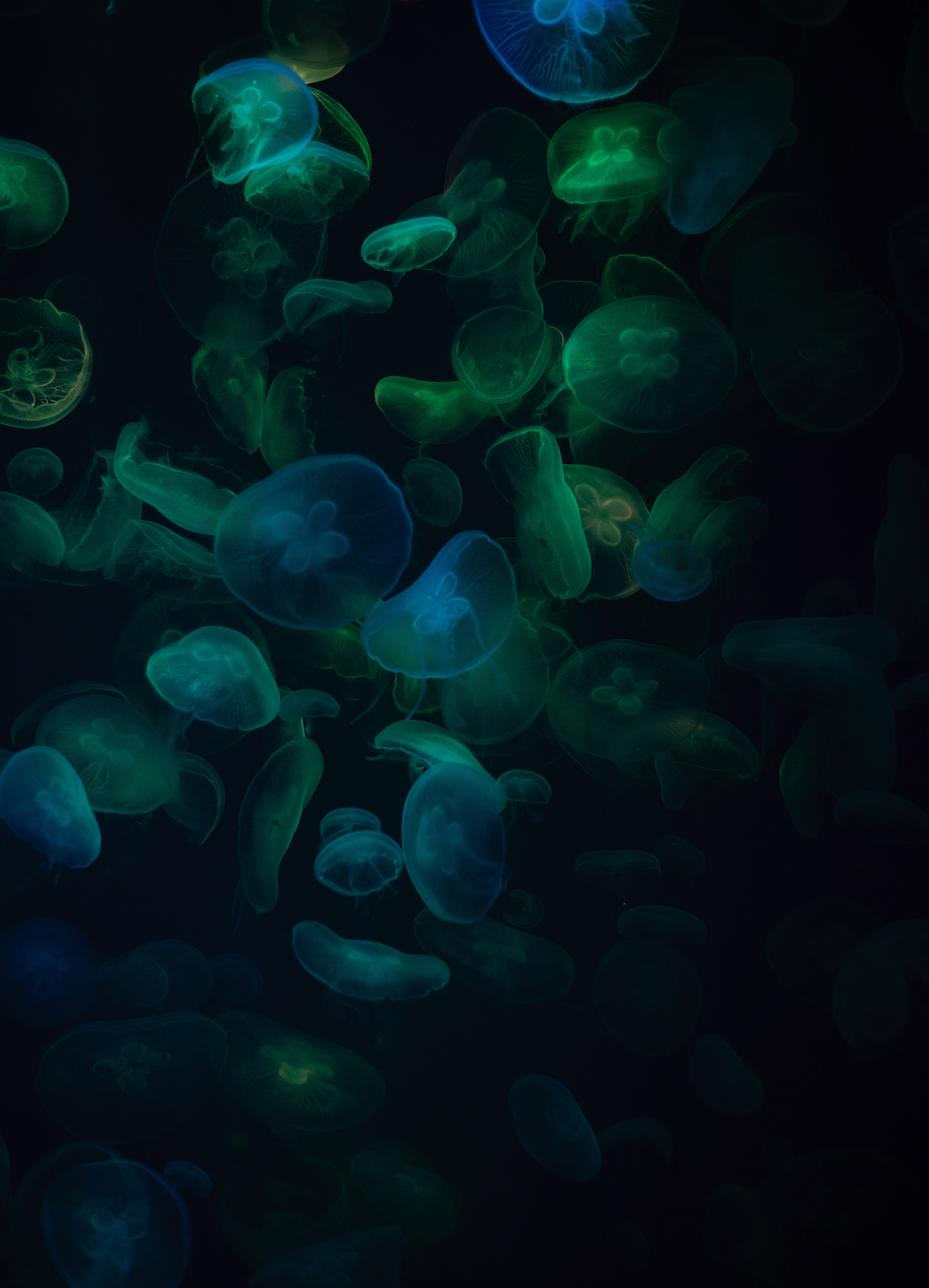 Wallpaper Blue and White Jelly Fish, Background - Download Free Image