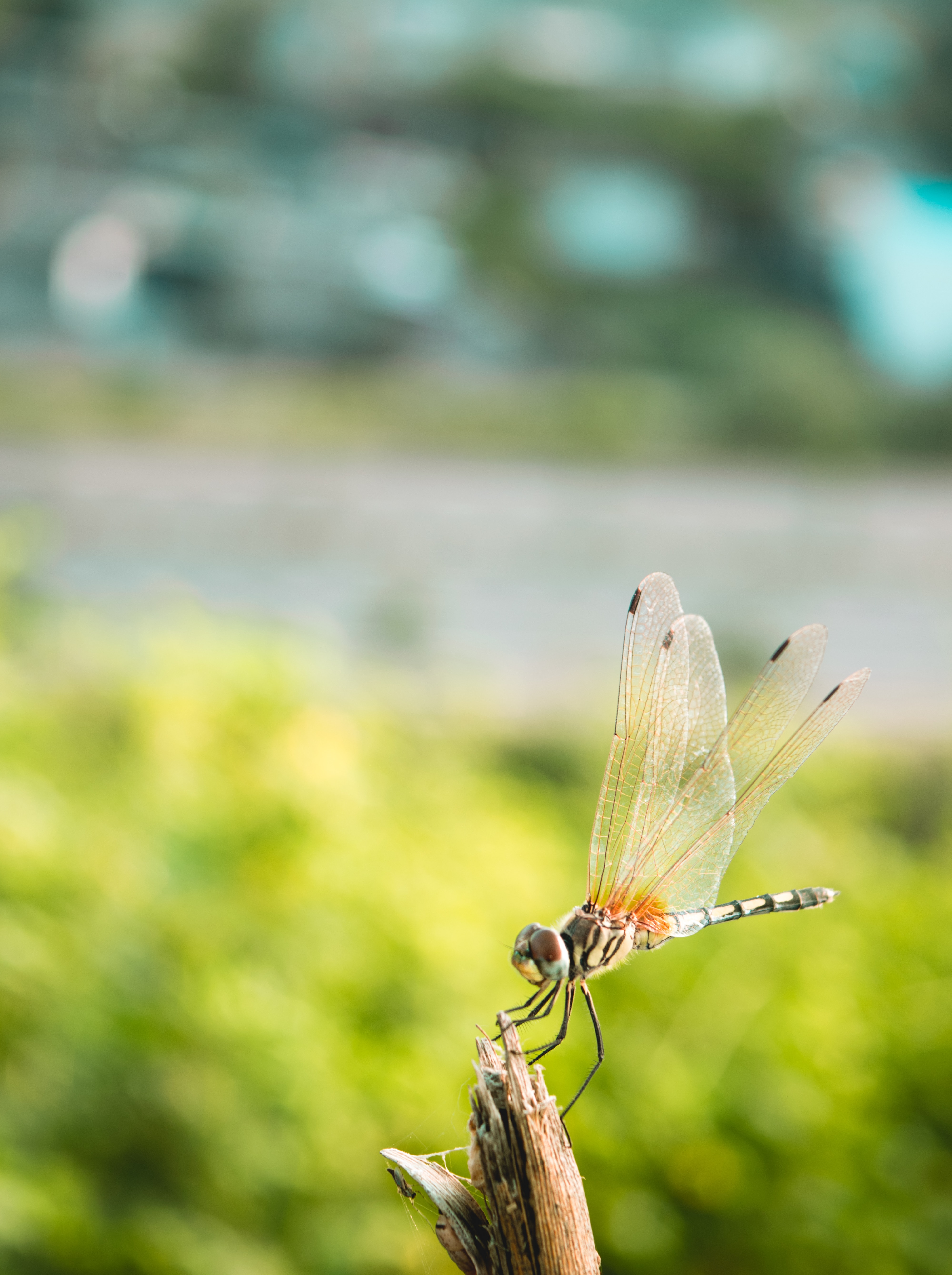 Wallpaper Brown Dragonfly Perched on Green Leaf in Close up Photography ...
