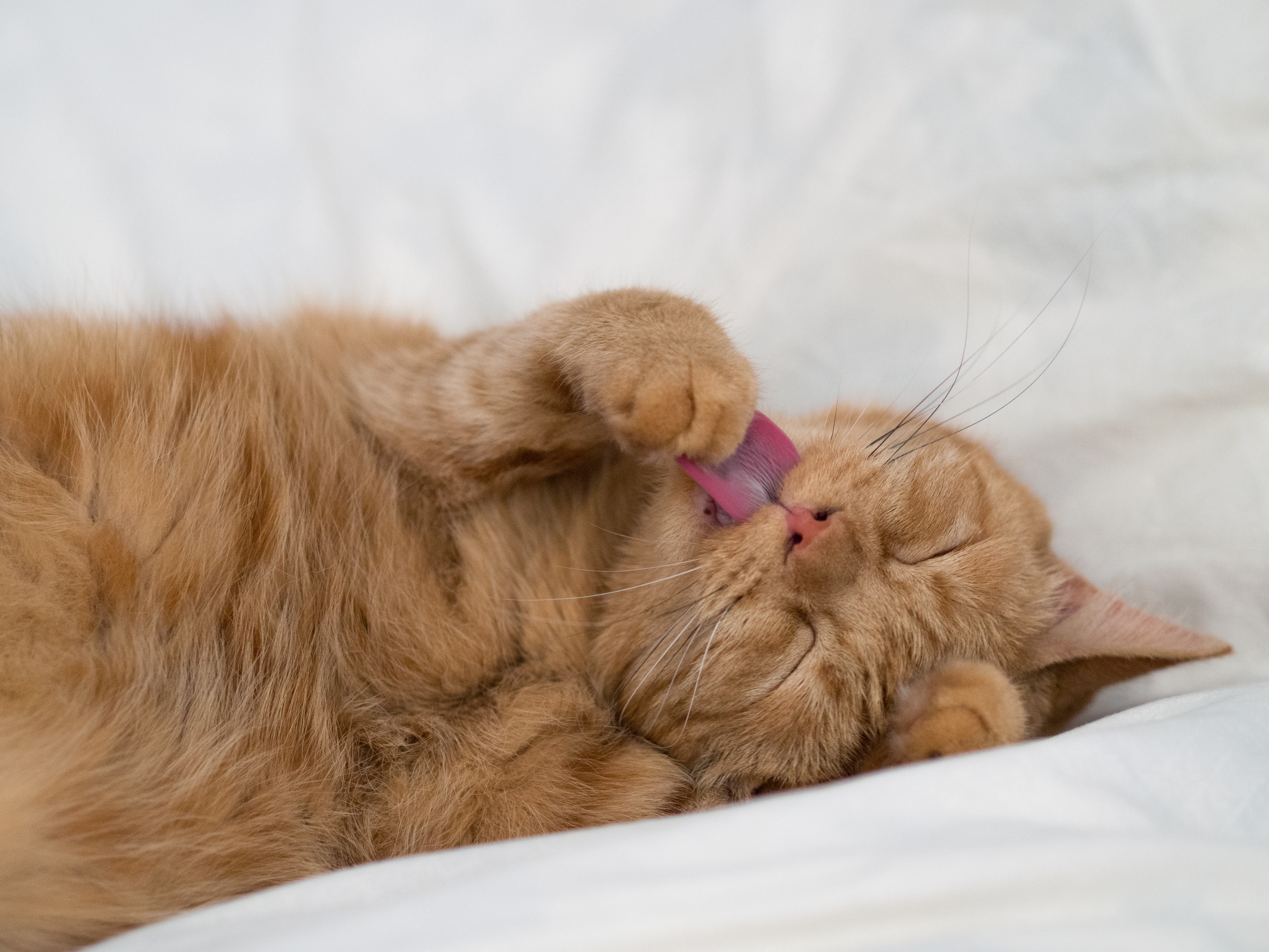 Спать с высунутым языком. Рыжий кот с языком. Спящий кот с высунутым языком.