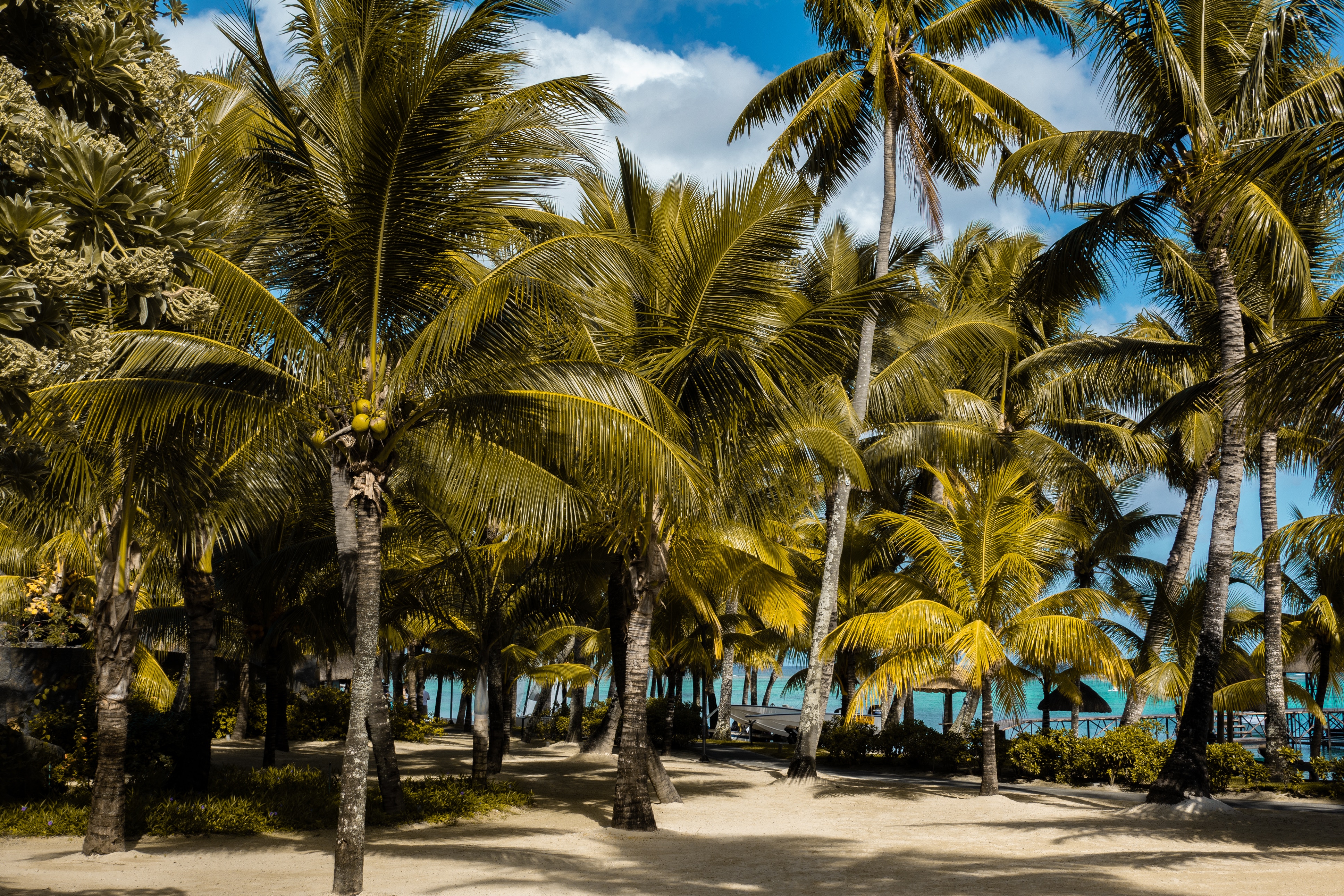 Palmeras bay. Кокосовая Пальма Шри Ланка. Тайланд пальмы. Маврикий джунгли. Тропические пальмы.