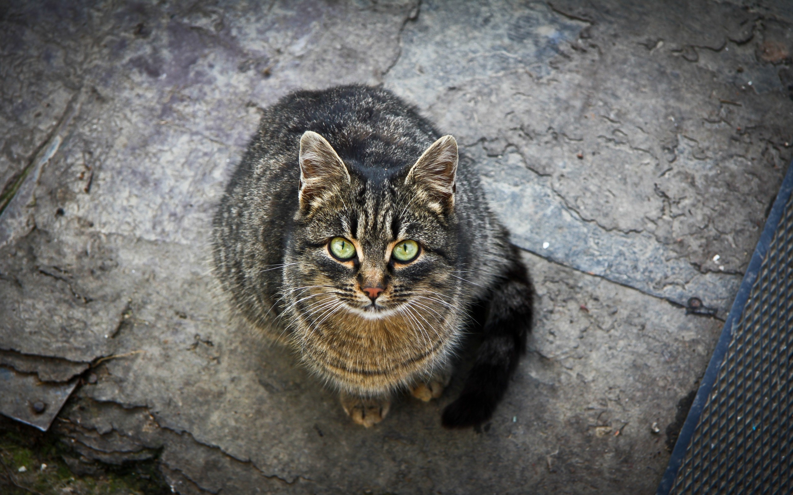 Wallpaper Brown Tabby Cat on Gray Concrete Floor, Background - Download ...