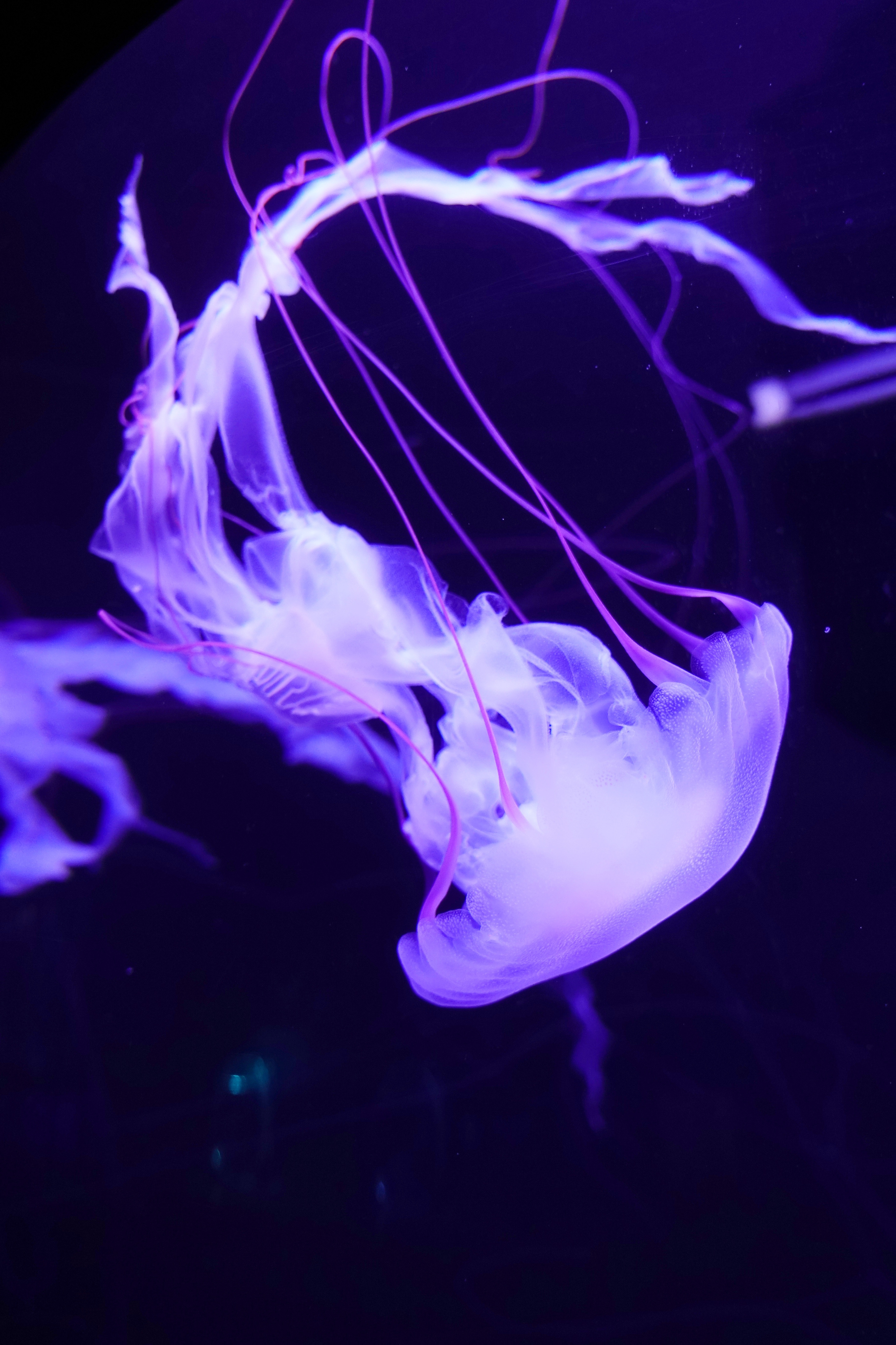 Wallpaper White and Blue Jellyfish in Water, Background - Download Free ...