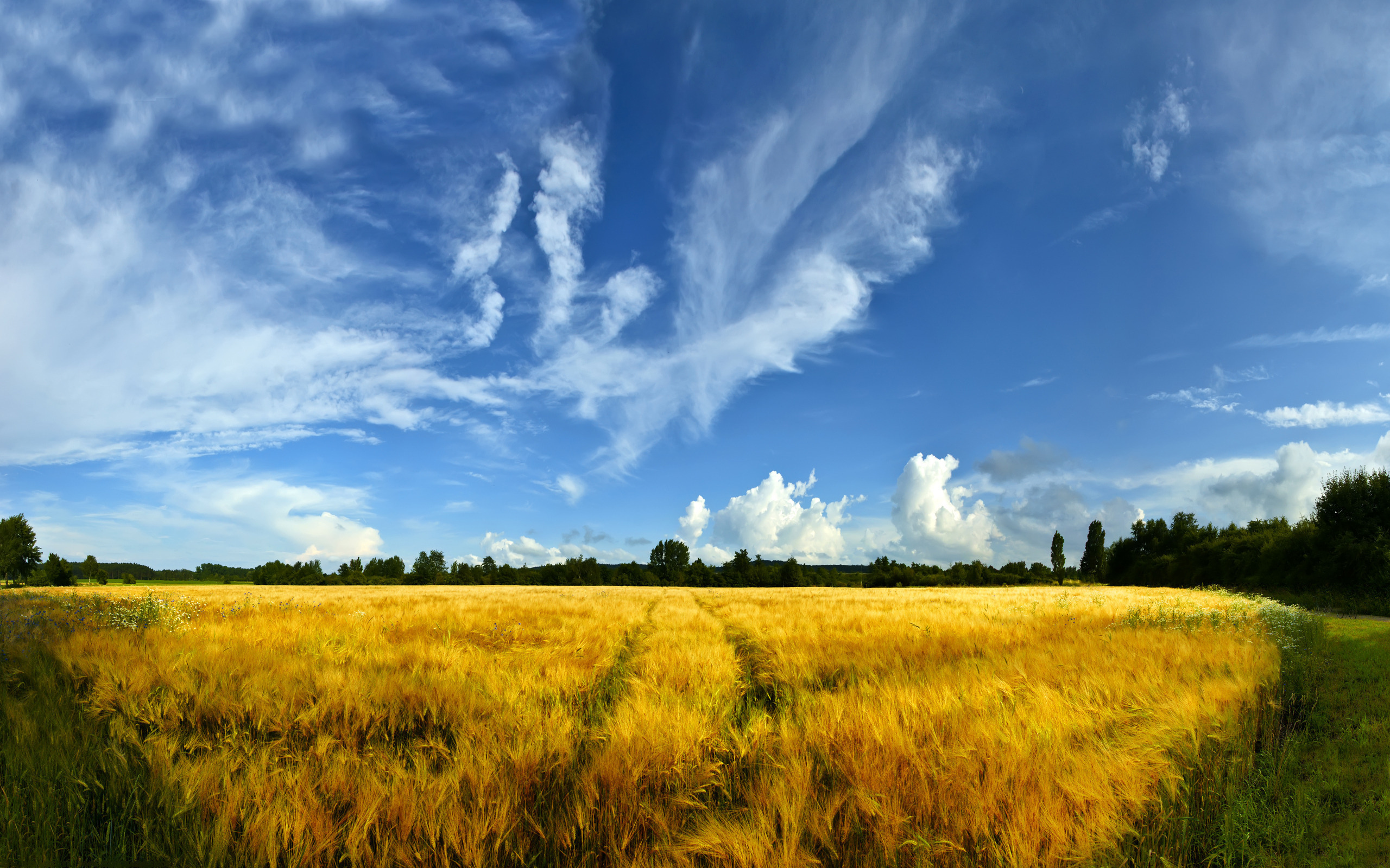 Wallpaper Green Grass Field Under Blue Sky and White Clouds During ...