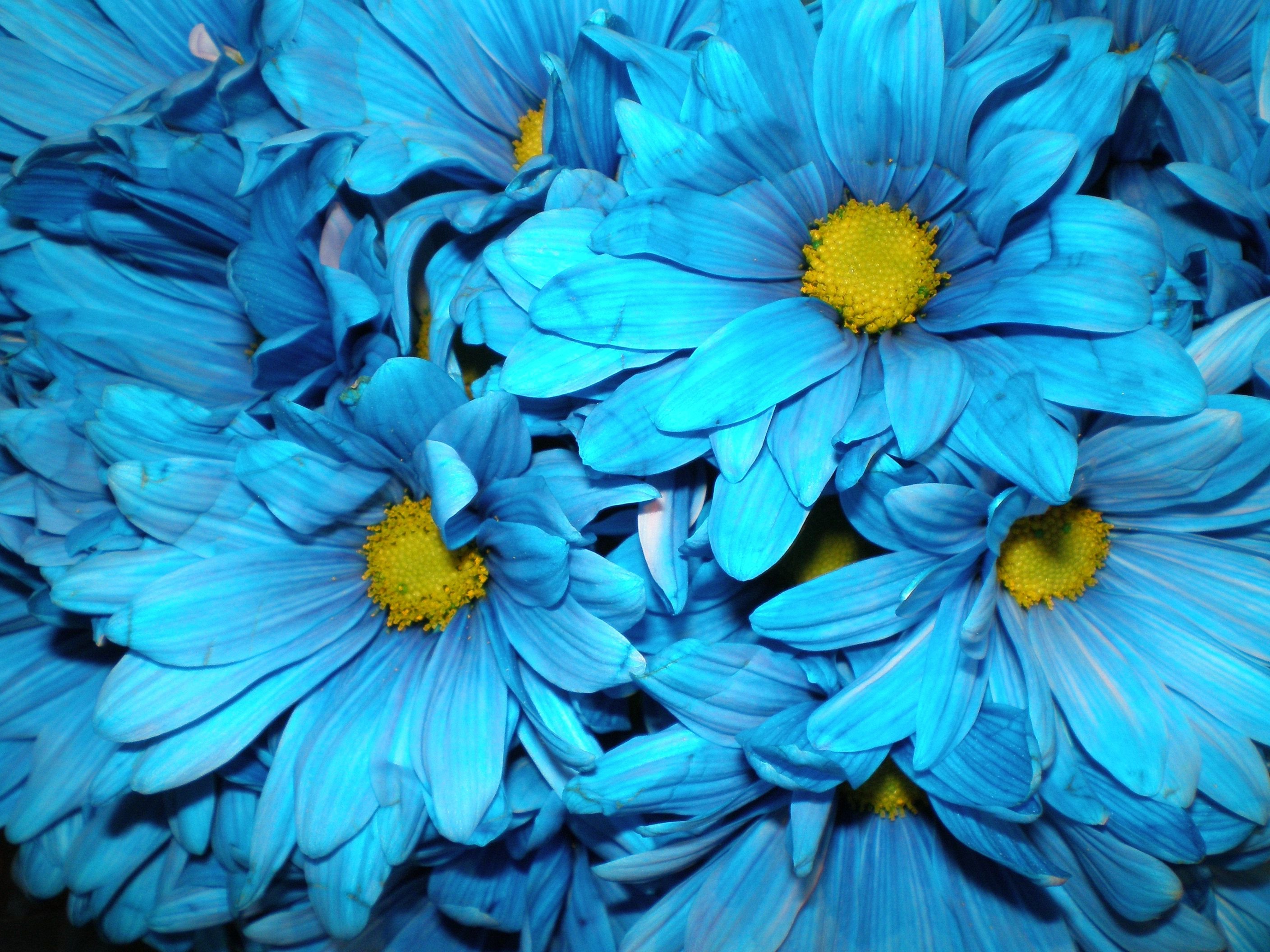 Kostenlose Hintergrundbilder Blaue Blume in Nahaufnahme, Bilder Für