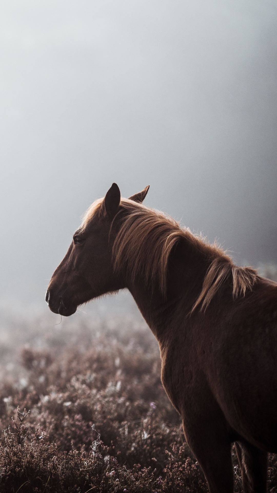 Brown Horse With Baby Horse With Background Of Fog 4K 5K HD Horse Wallpapers   HD Wallpapers  ID 56804