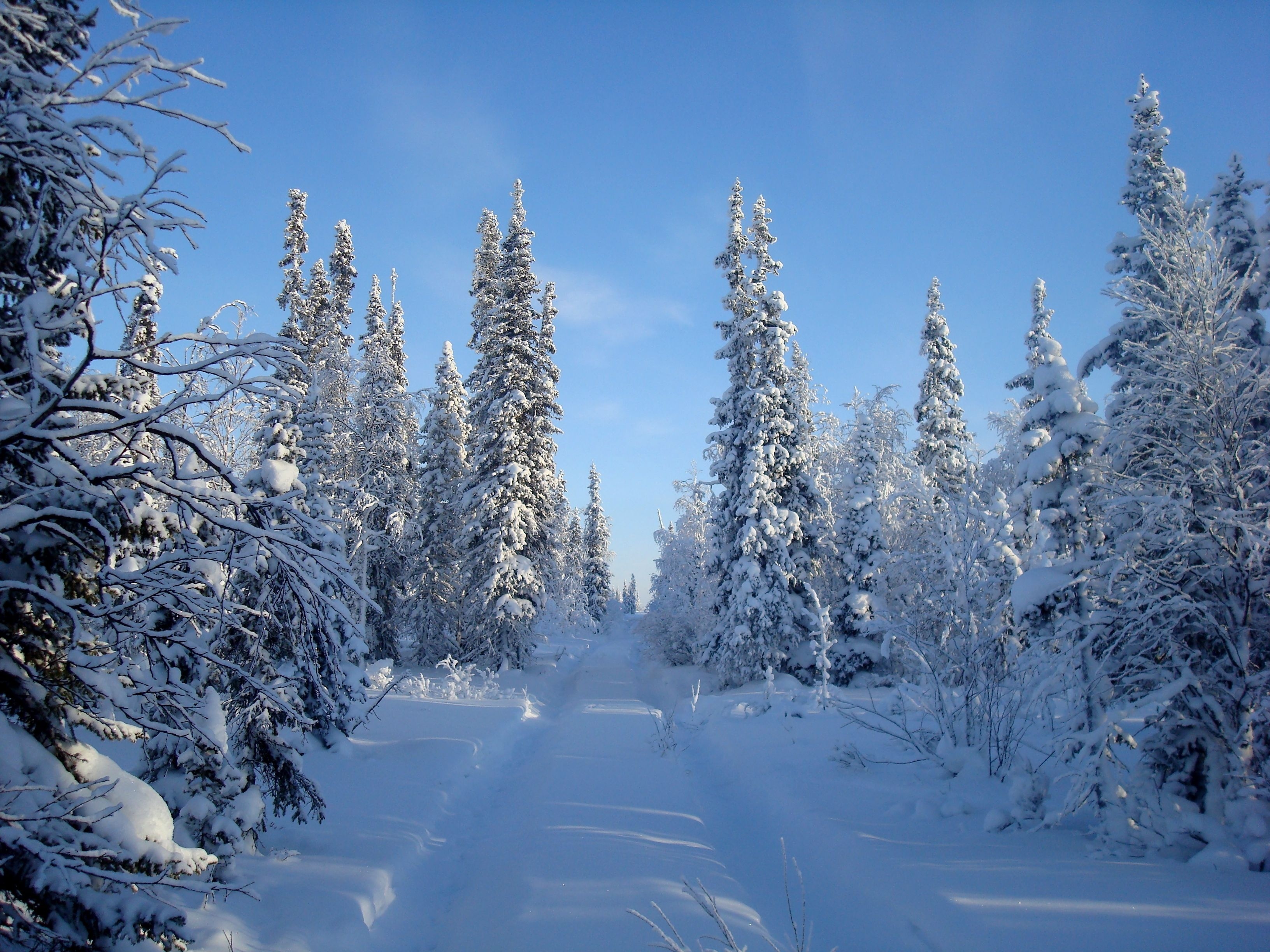 Wallpaper Snow Covered Pine Trees Under Blue Sky During Daytime ...