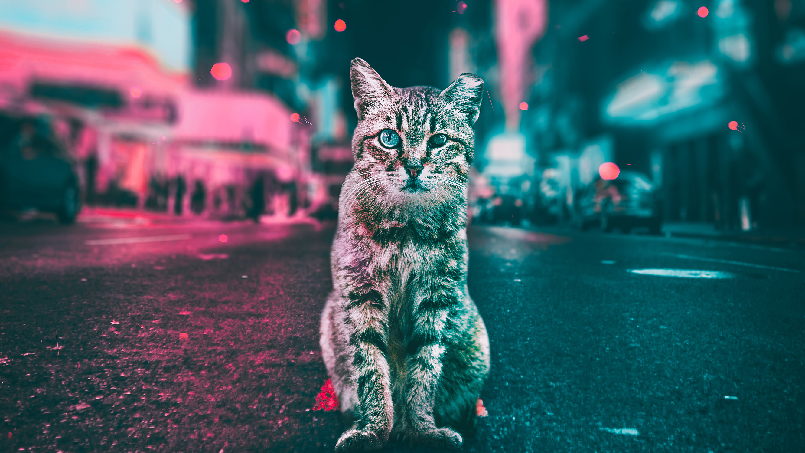 Wallpaper Silver Tabby Cat on Red Floor, Background - Download Free Image