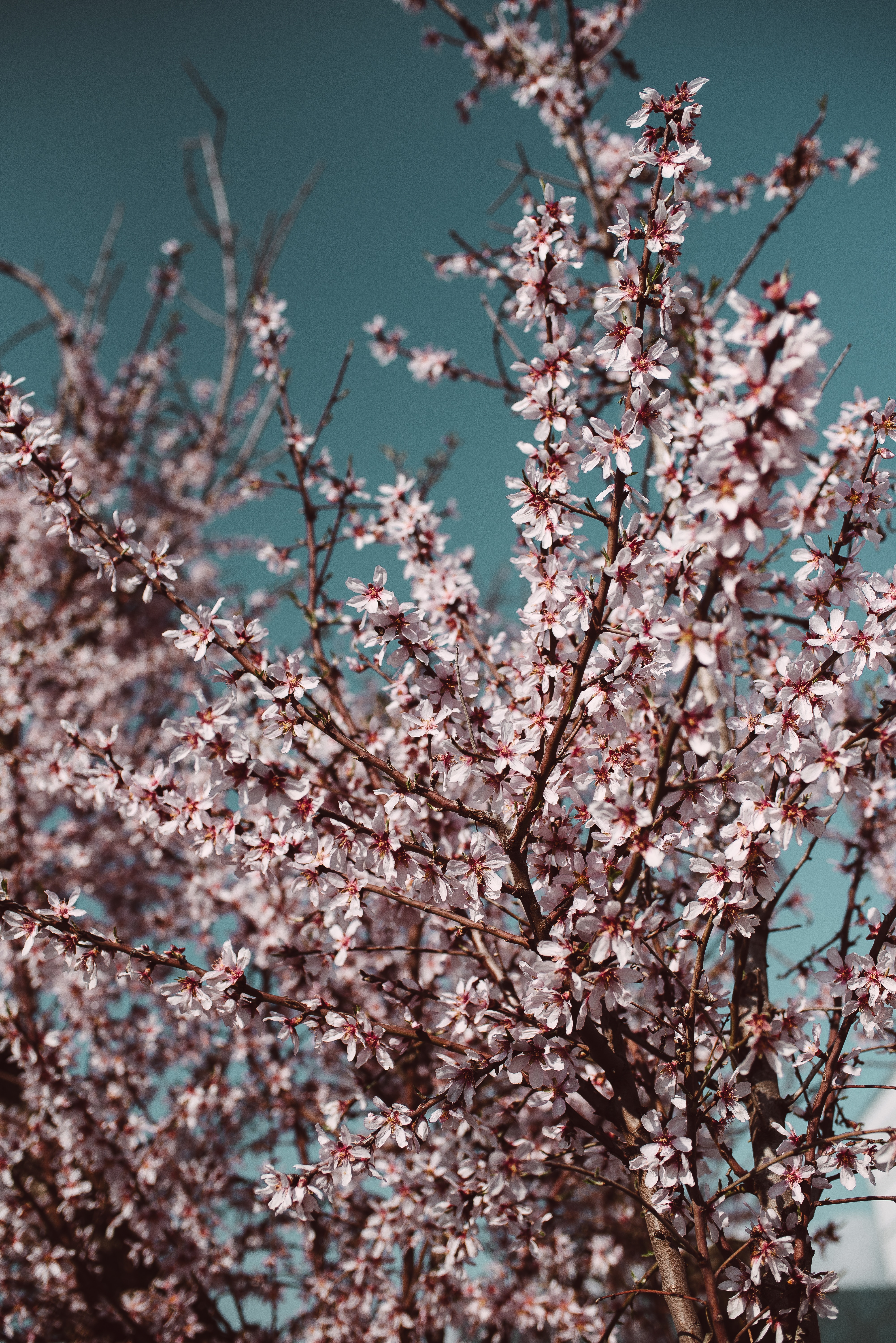 Fondos de Pantalla Árbol de Flor de Cerezo Blanco y Rosa, Imágenes y Fotos Gratis Fondos de Pantalla Árbol de Flor de Cerezo Blanco y Rosa, Imágenes y Fotos Gratis