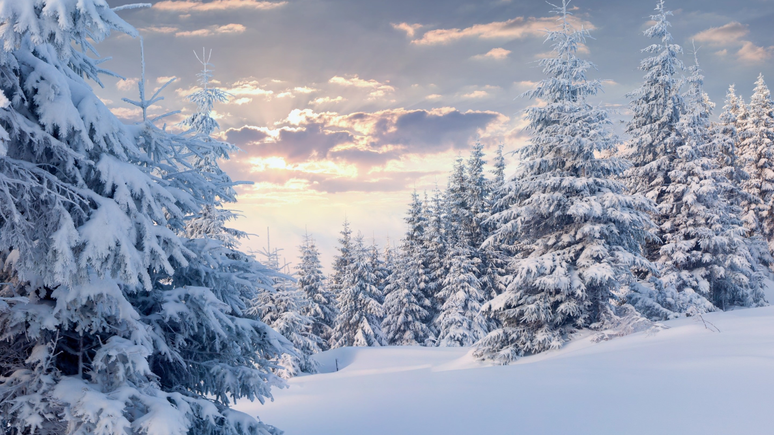 Wallpaper Snow Covered Trees Under Cloudy Sky During Daytime ...