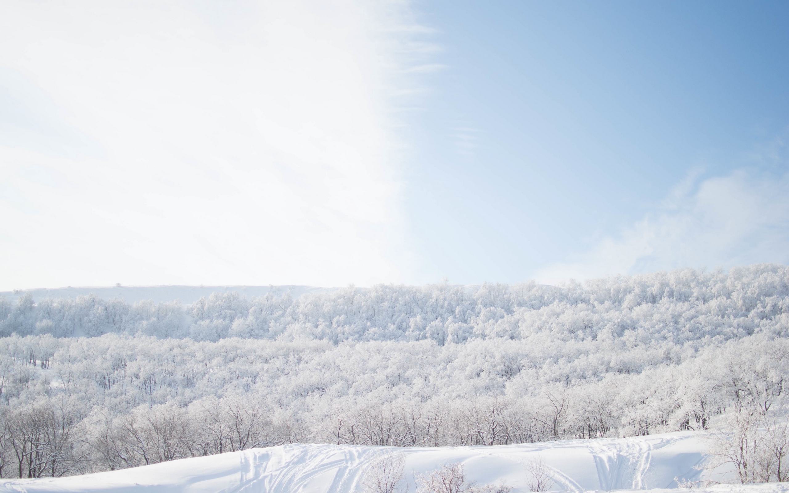 Wallpaper Snow Covered Trees Under Blue Sky During Daytime, Background ...