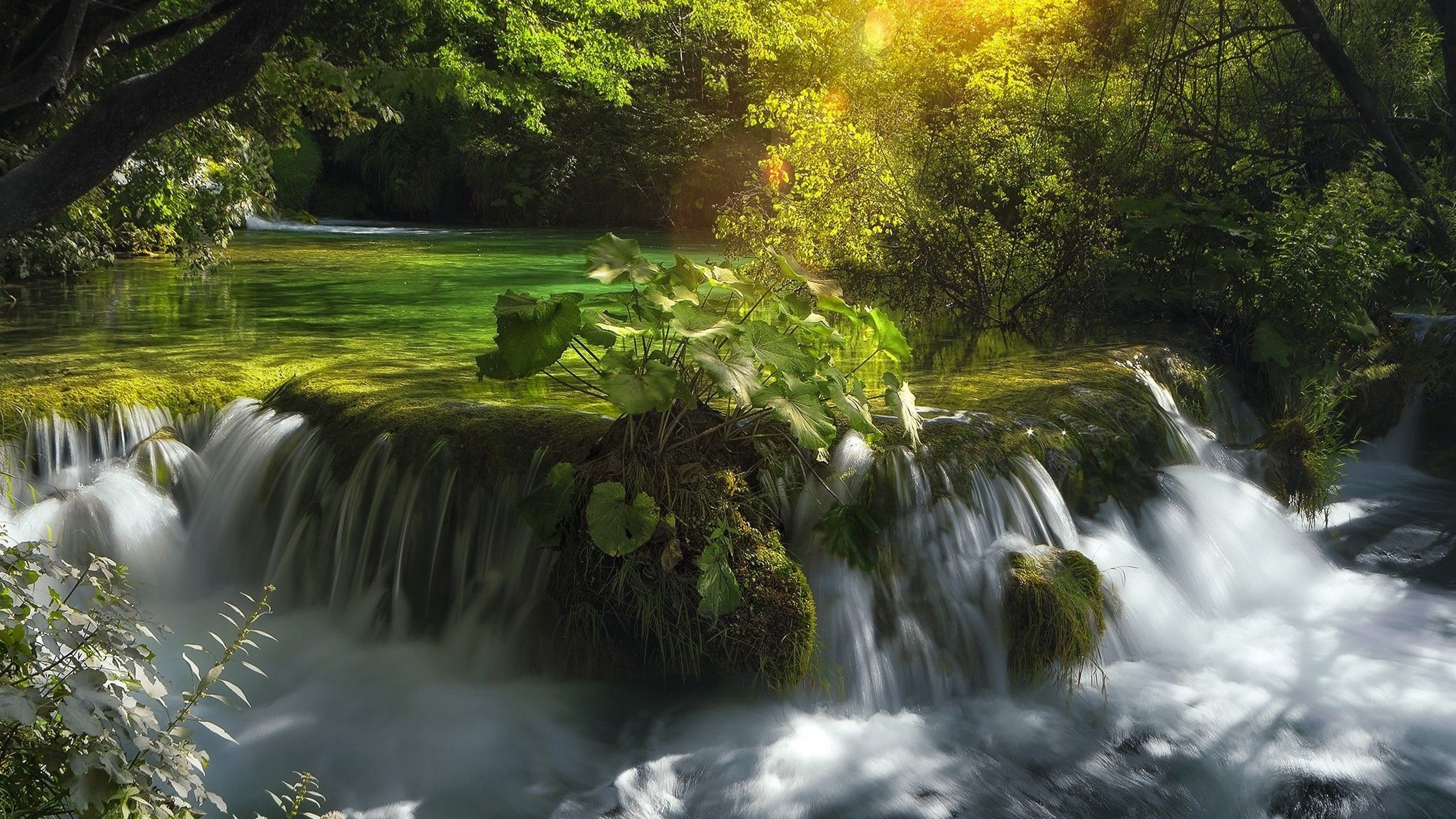 Wallpaper Green Moss on Brown Rock Near Green Trees During Daytime ...