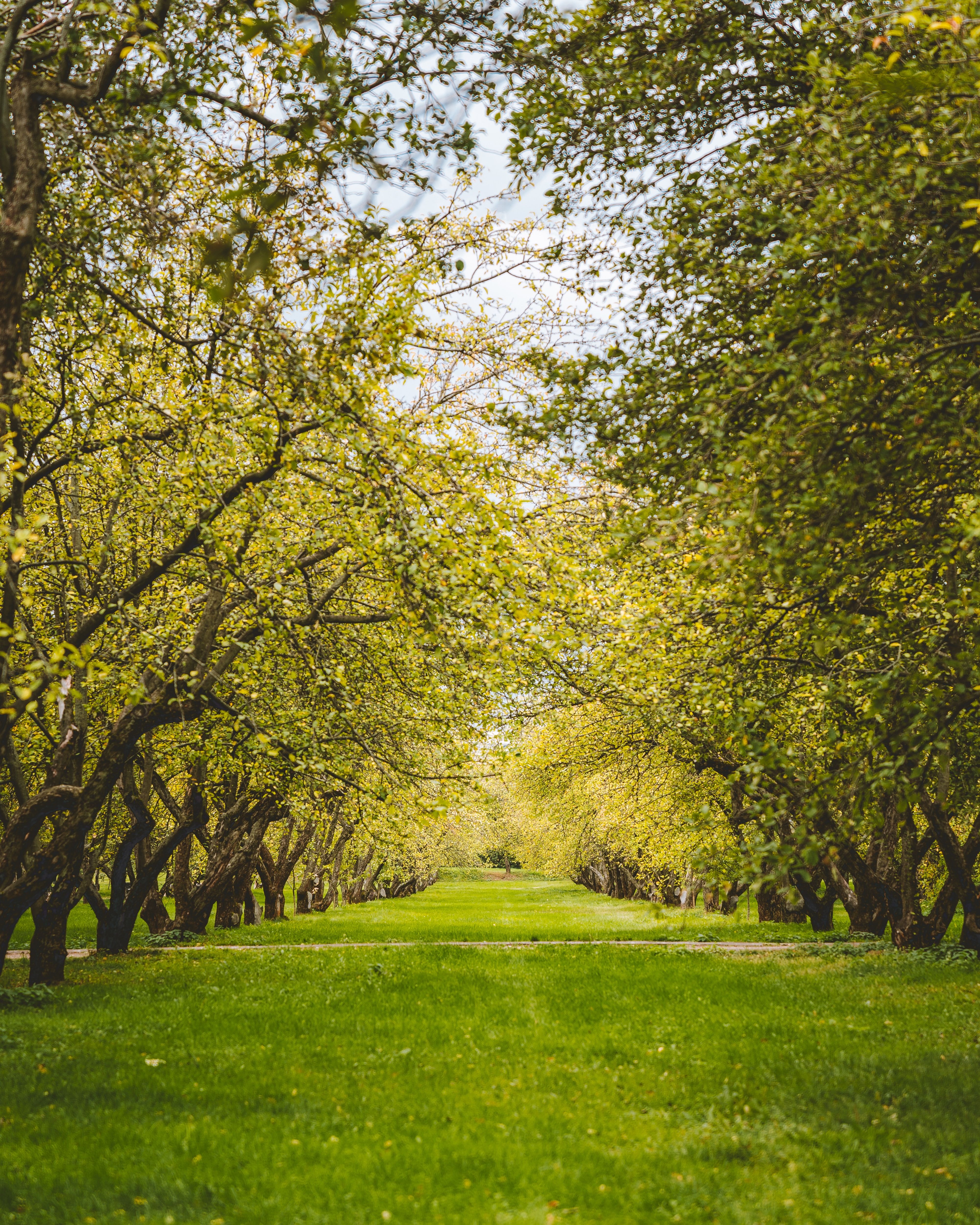 Green garden. Деревья для сада. Газон в парке. Природа деревья. Парк зелень.