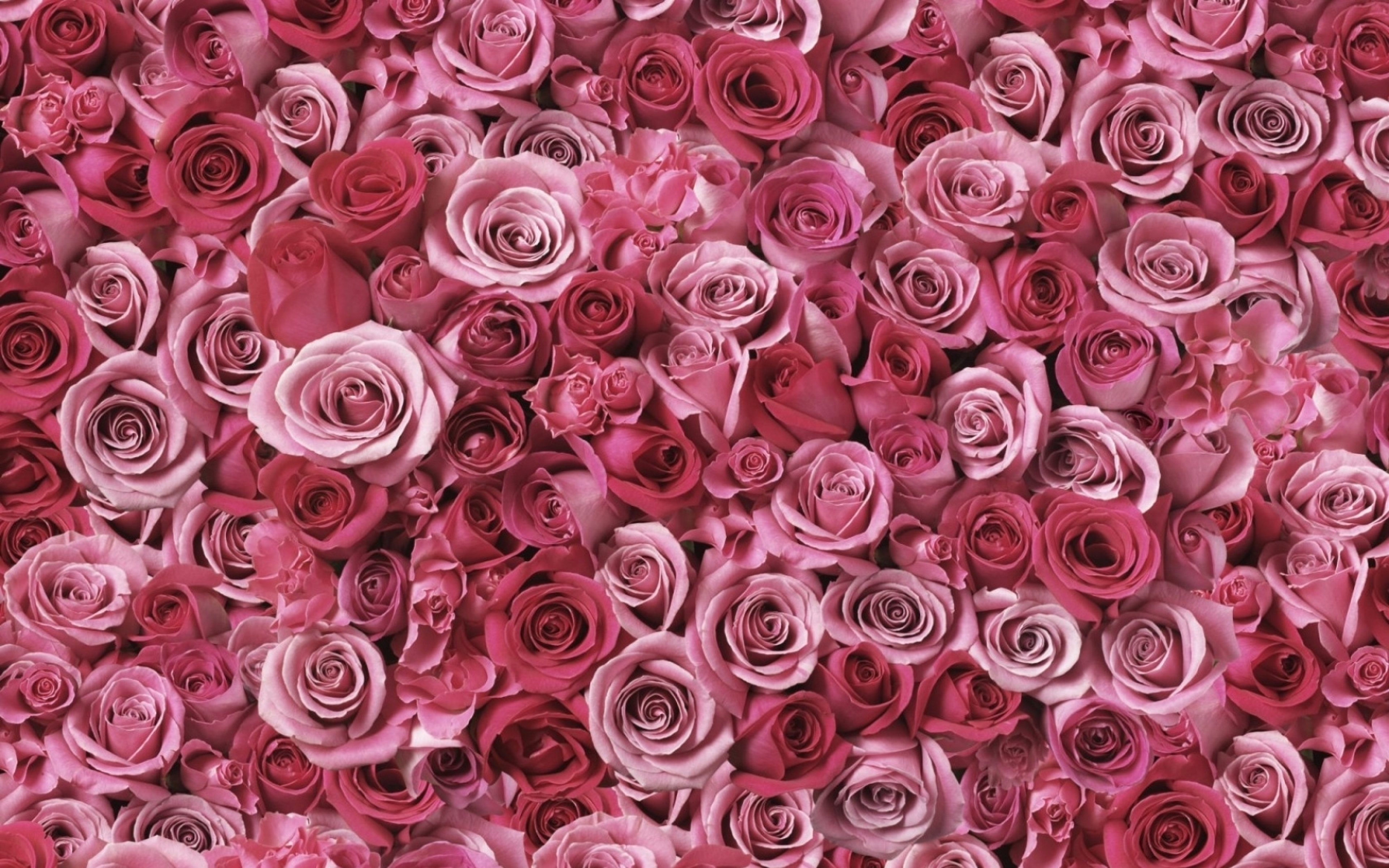 Много роз красивых. Розовые цветы. Розовые розы. Розовый цвет. Розы фон.