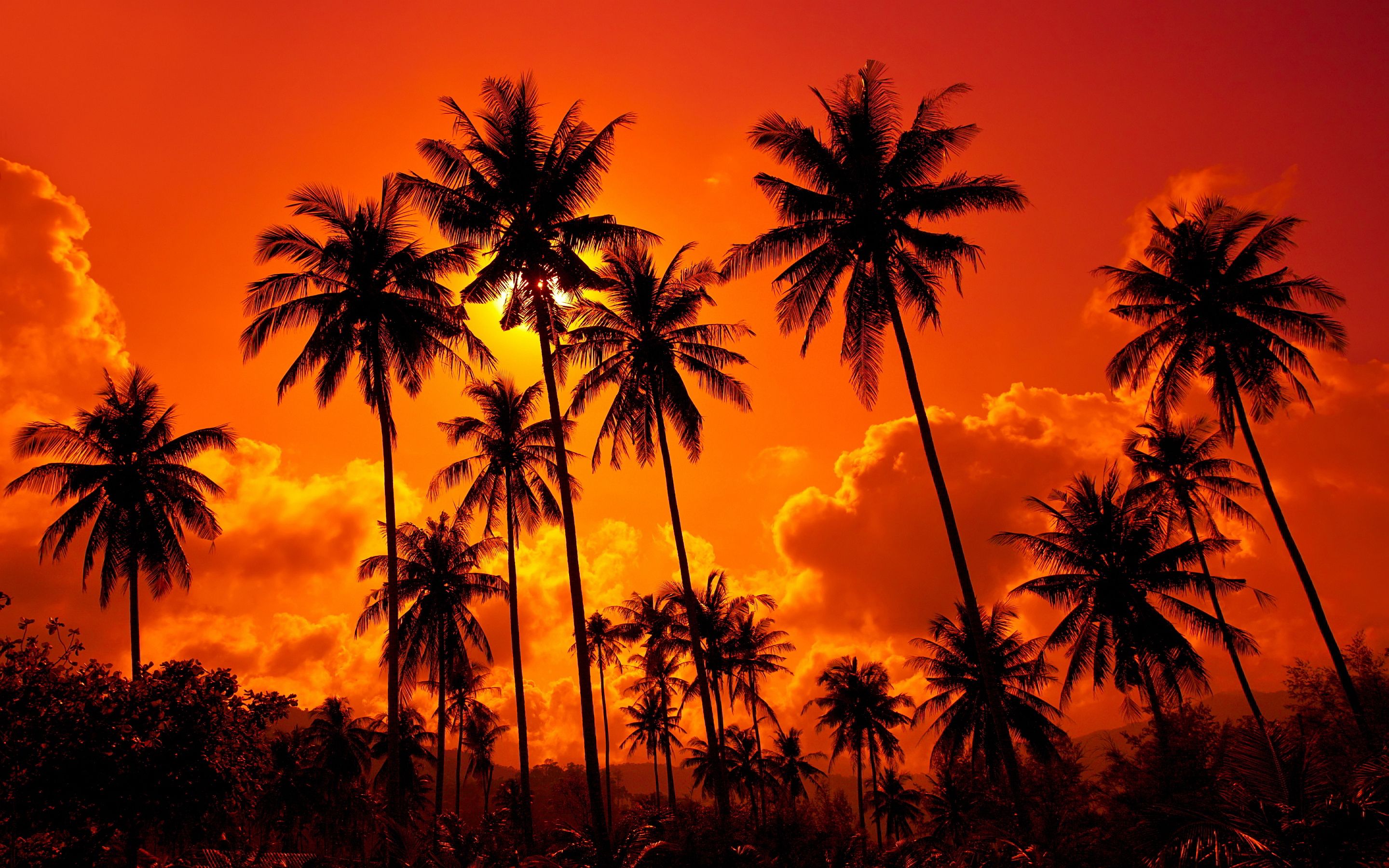 Kostenlose Hintergrundbilder Silhouette Von Palmen Bei Sonnenuntergang ...
