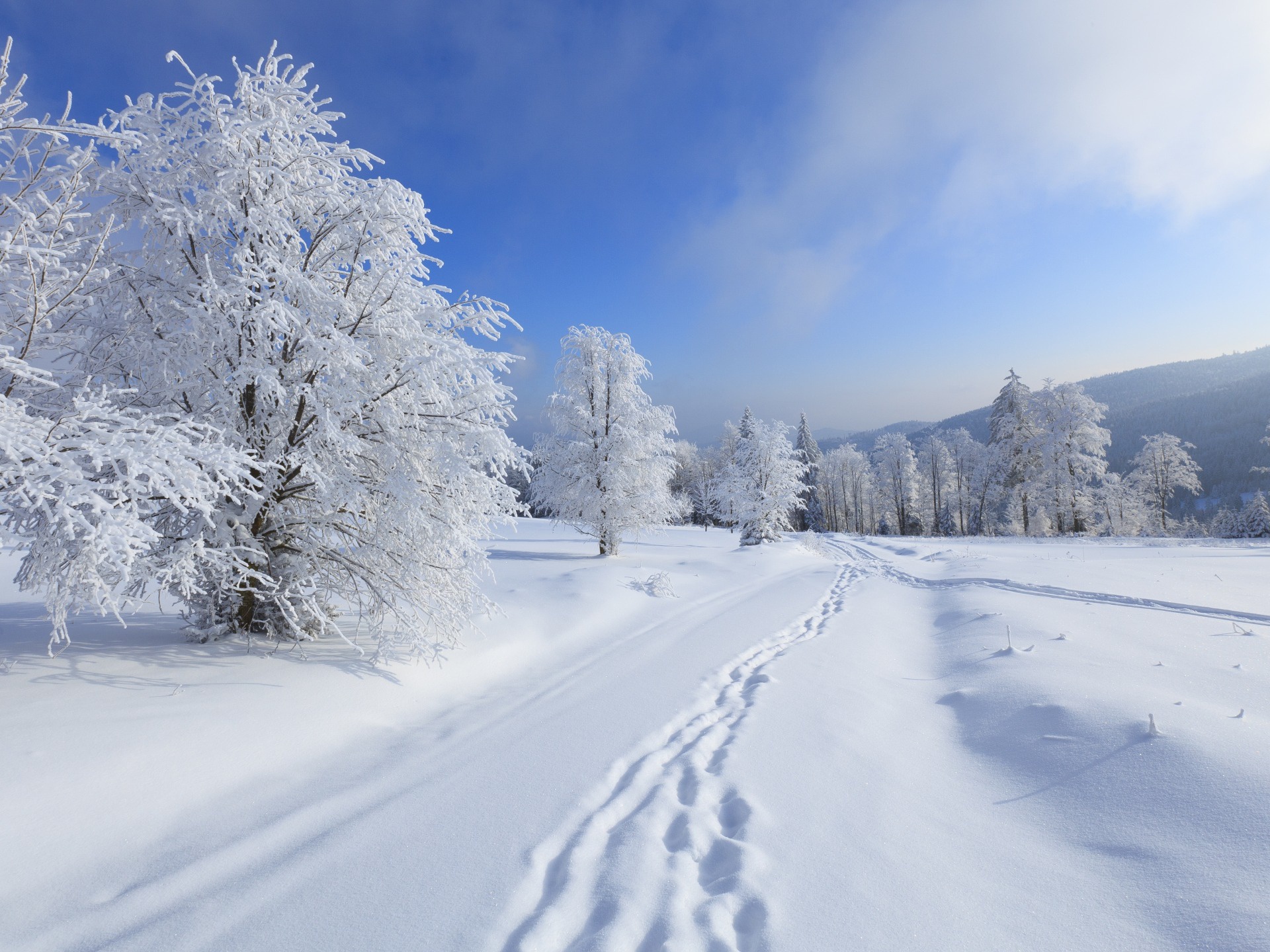 Wallpaper Snow Covered Trees Under Blue Sky During Daytime, Background ...