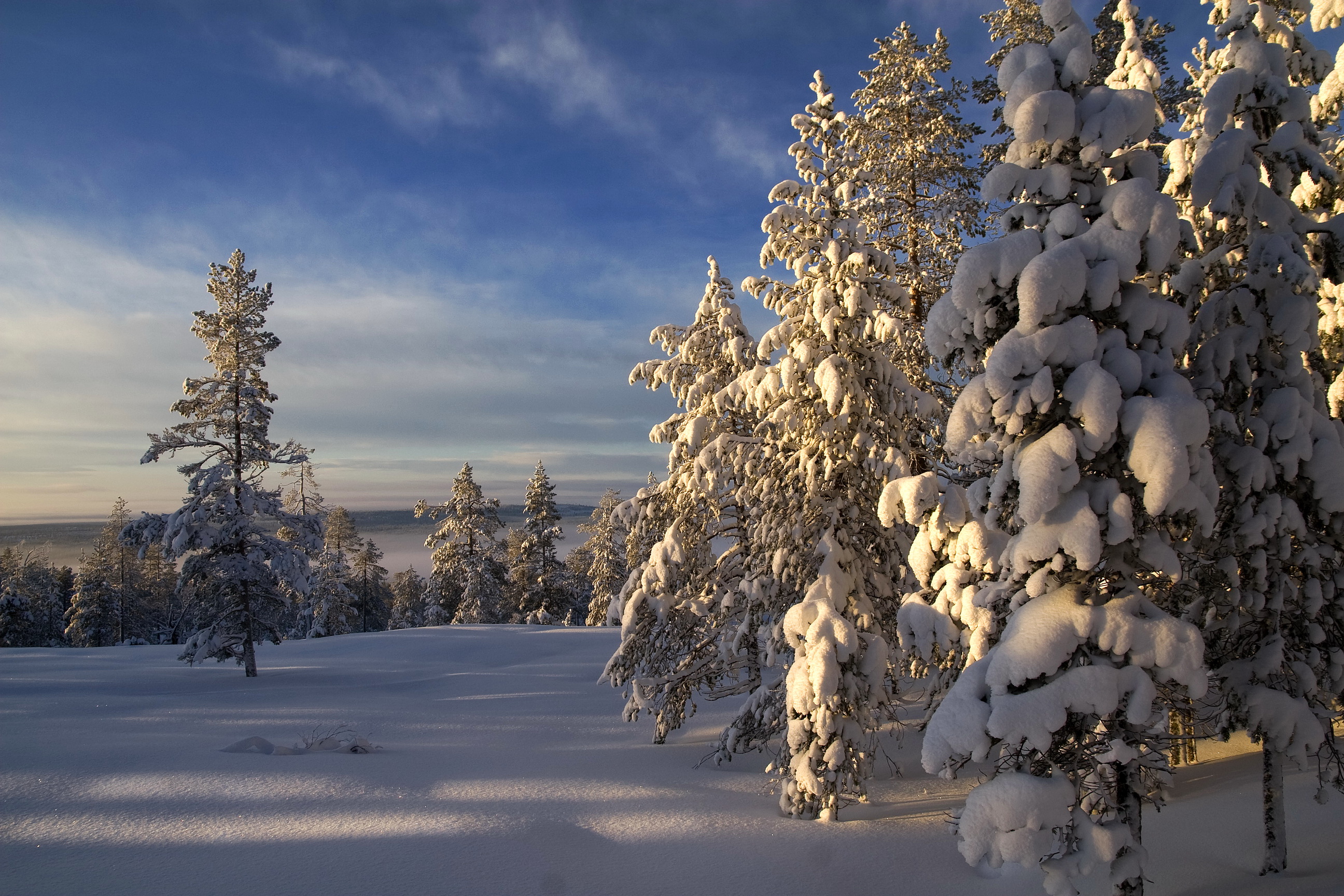 Wallpaper Snow Covered Trees Under Blue Sky During Daytime, Background ...