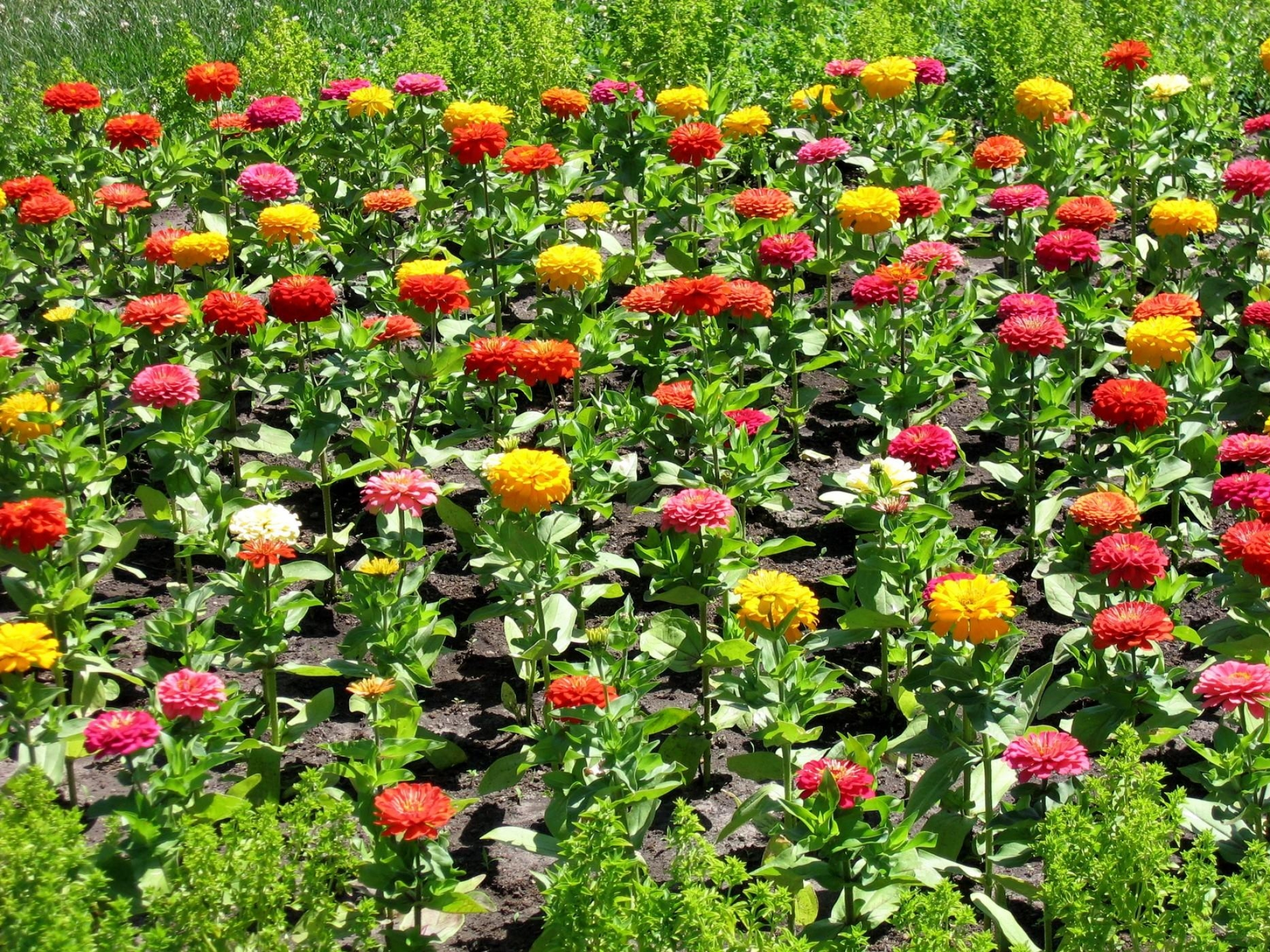 Fondos de Pantalla Campo de Flores Rojas, Amarillas y Moradas Durante el  Día, Imágenes y Fotos Gratis