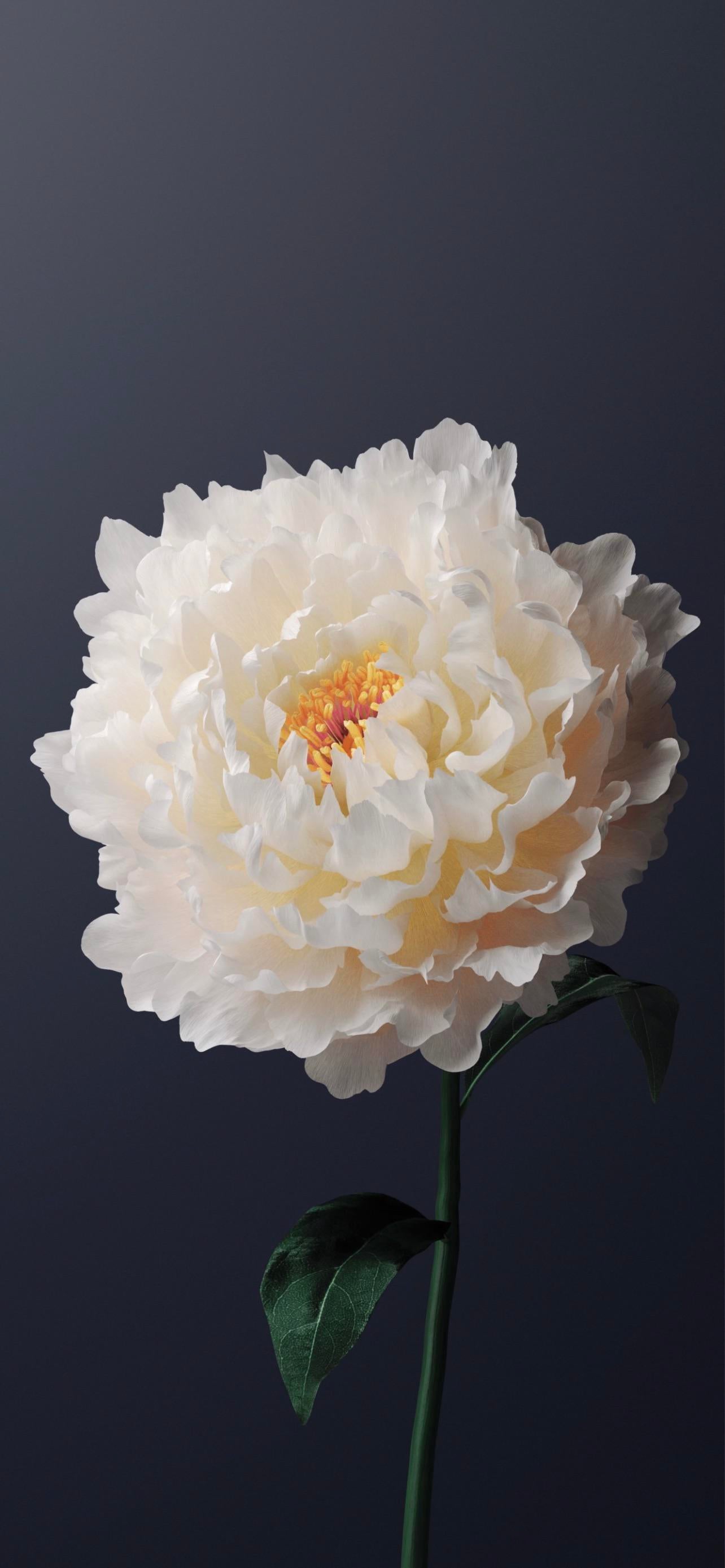 Wallpaper Alive, Origin Os, Vivo Y31, Vivo X60, Android, Background Download Free Image