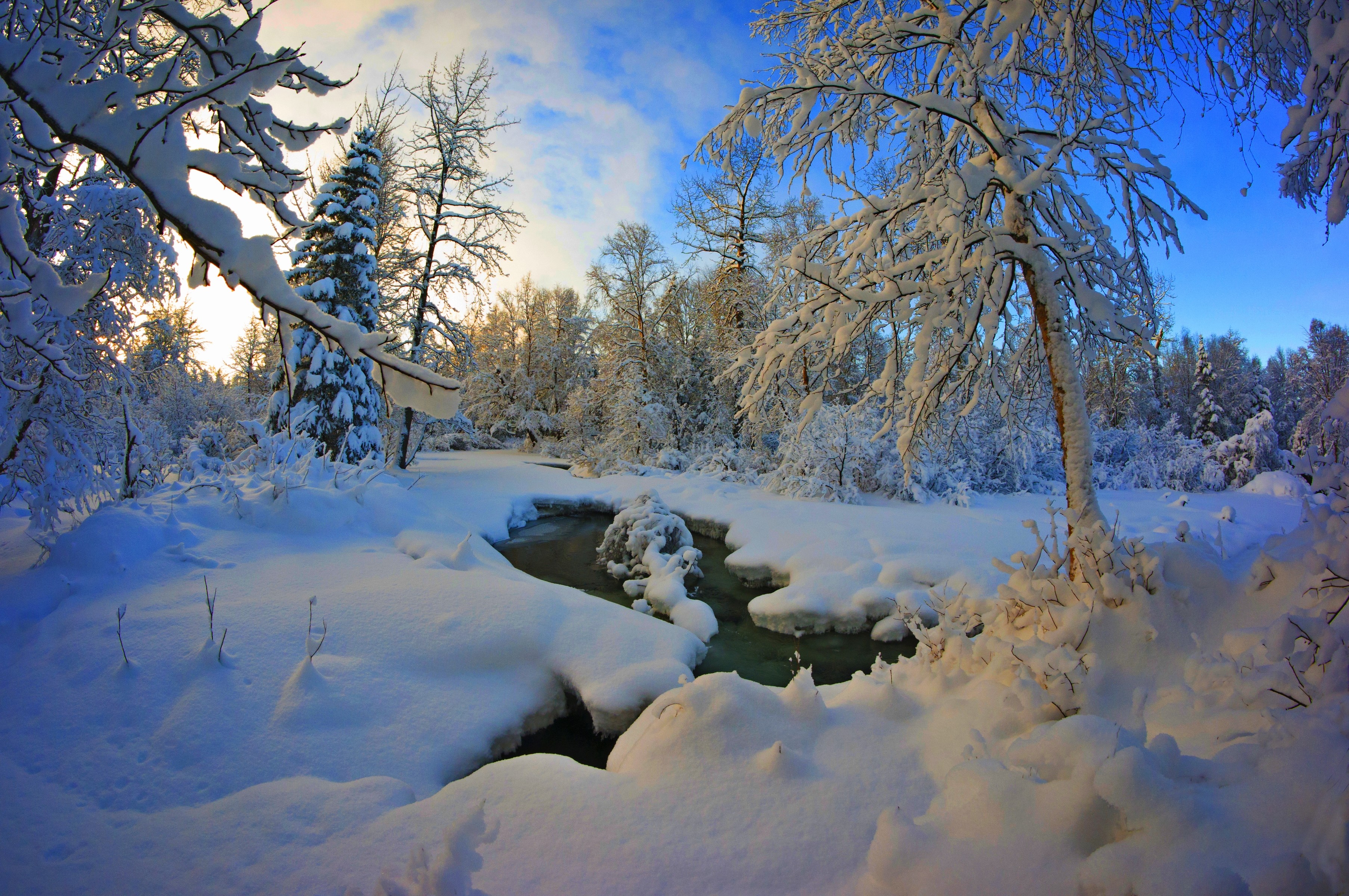 Wallpaper Snow Covered Bare Trees Under Blue Sky During Daytime ...