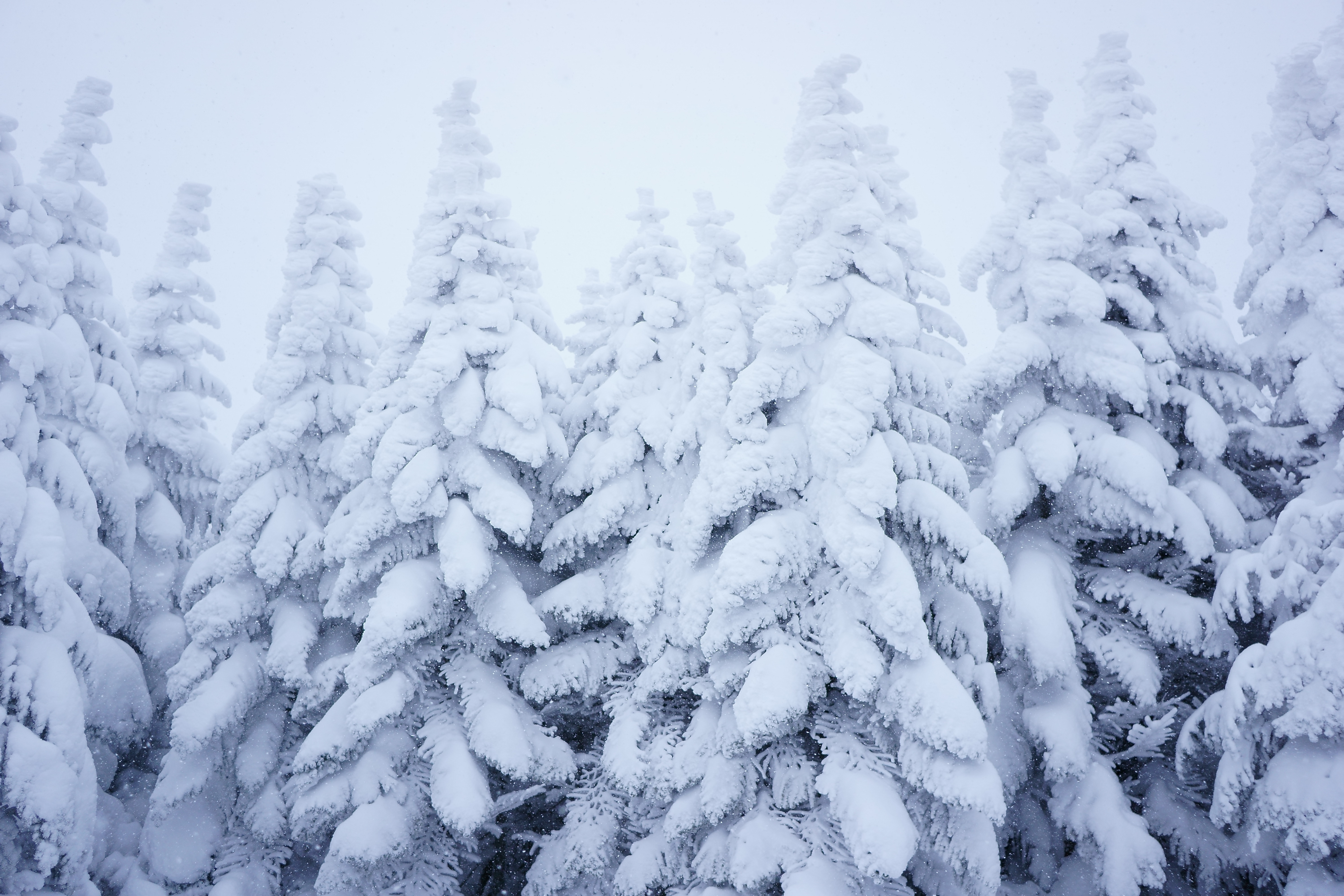 Snowy Pine Trees Background