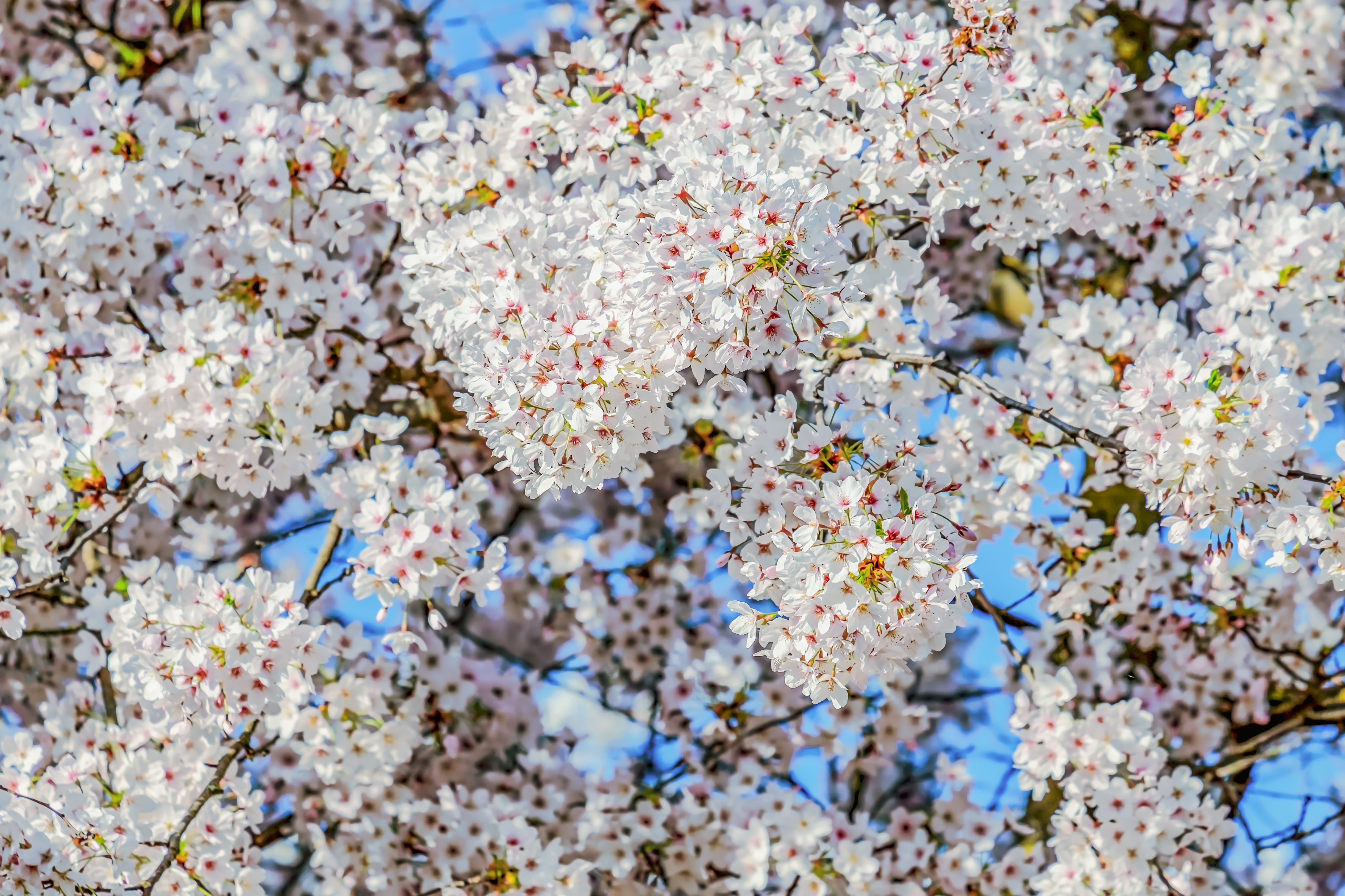 Sky blossom. Цветущая вишня. Весеннее цветение.. Цветущий миндаль. Весеннее дерево.