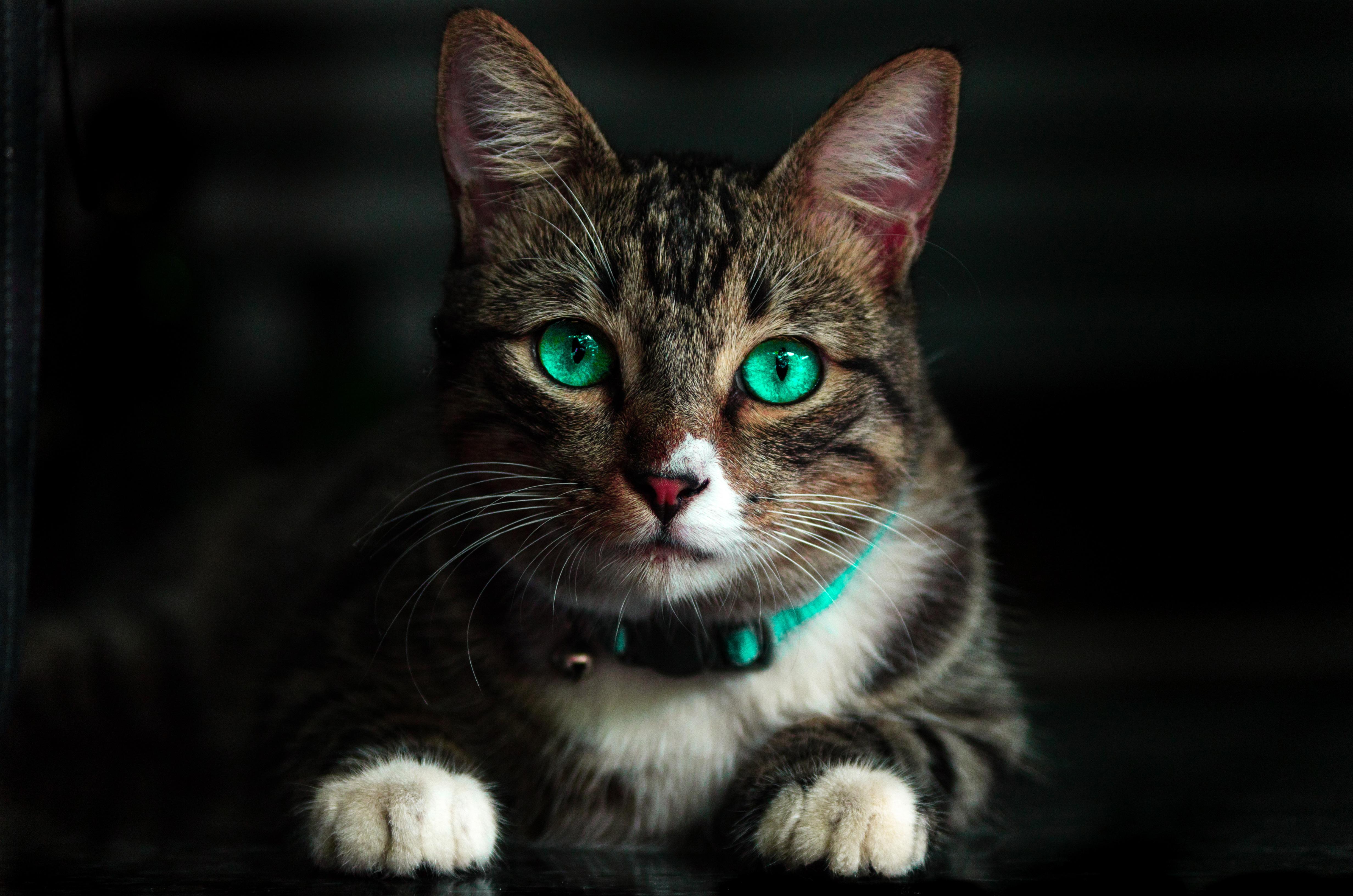 Wallpaper Brown Tabby Cat With Green Collar, Background - Download Free ...