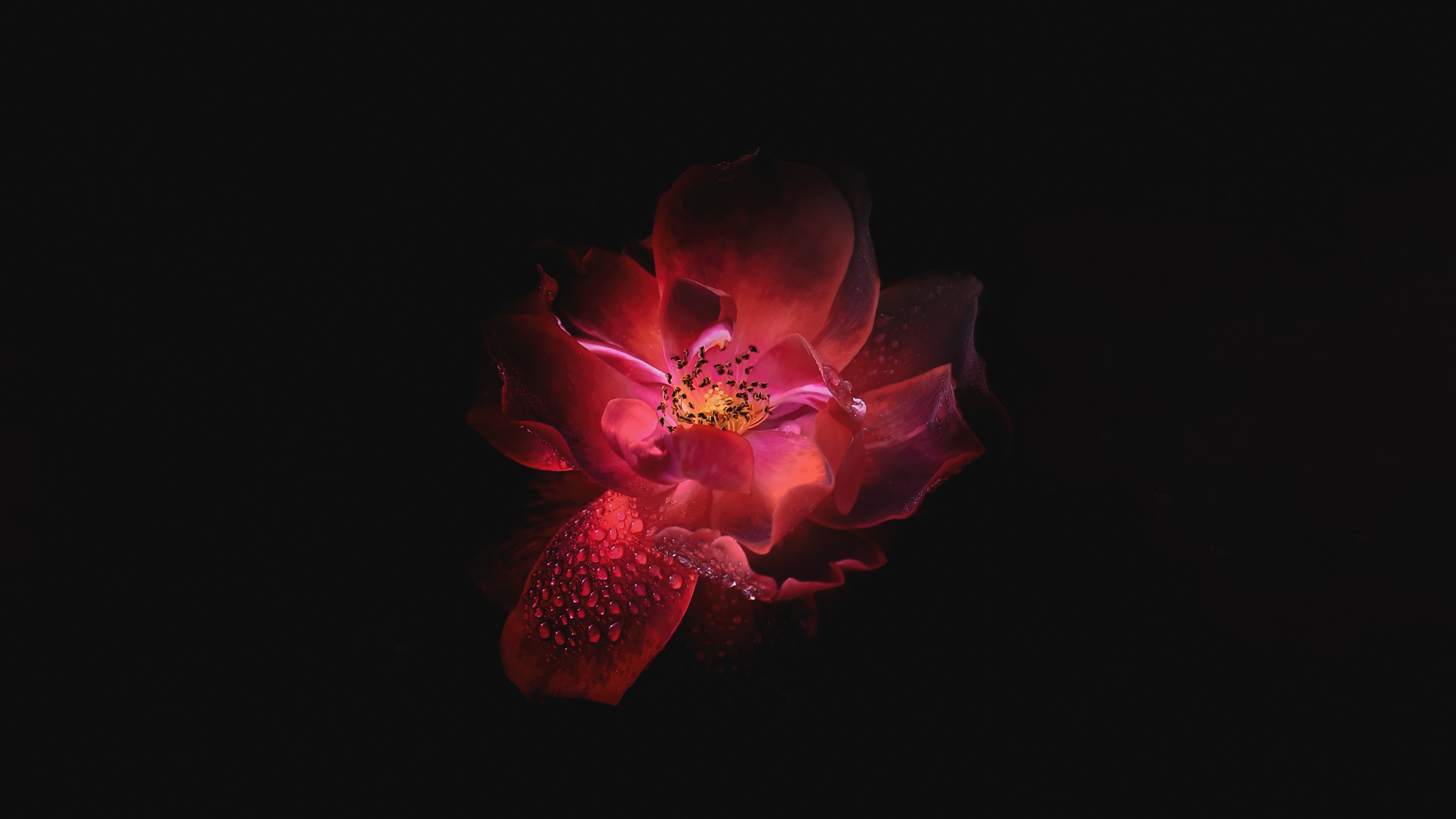 kostenlose-hintergrundbilder-rote-blume-auf-schwarzem-hintergrund