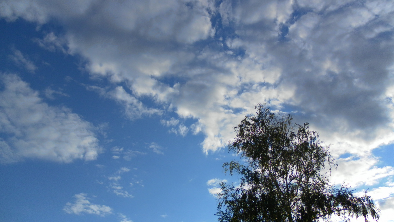 Green Trees Under Blue Sky and White Clouds During Daytime. Wallpaper in 1366x768 Resolution