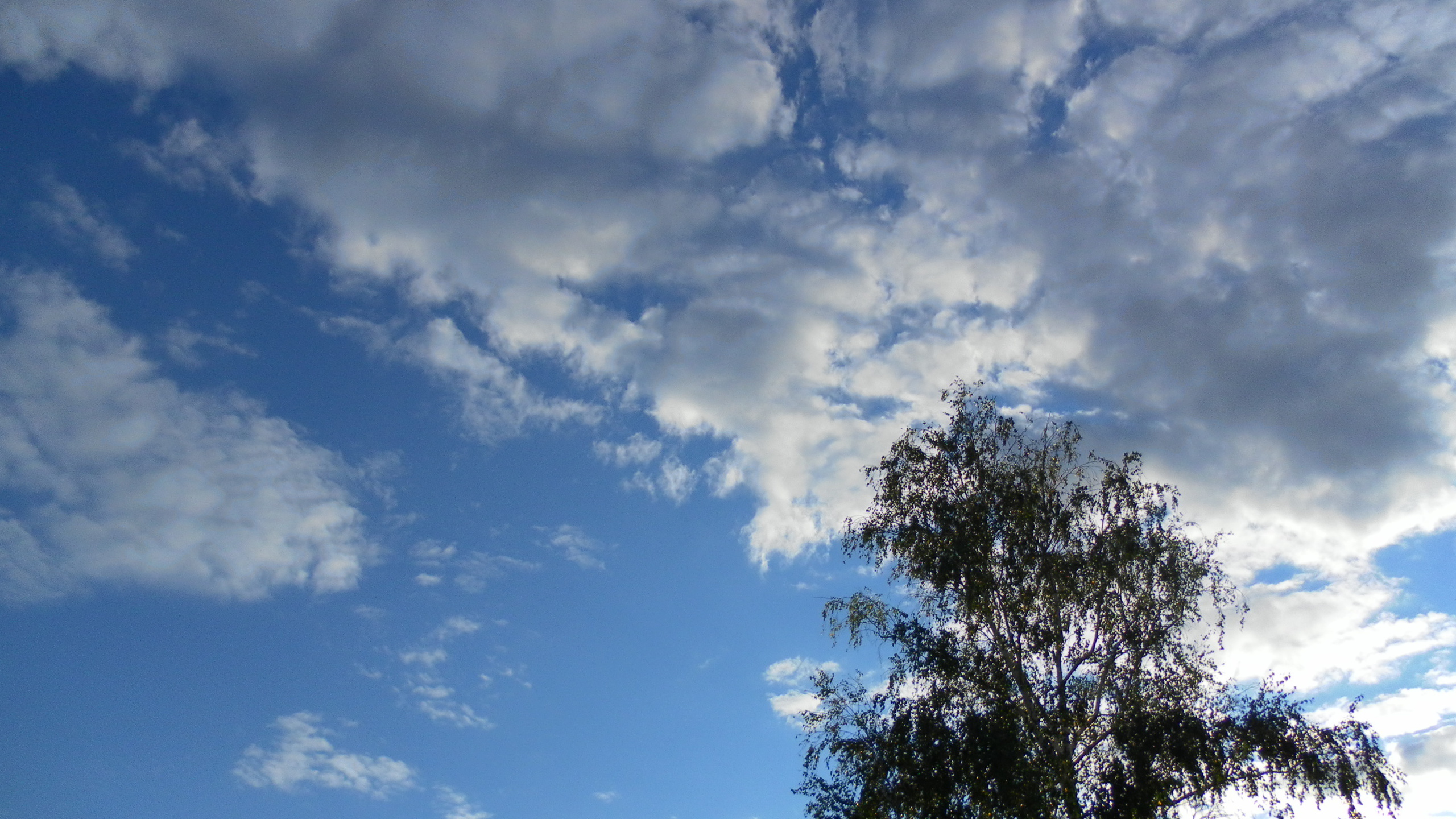 Green Trees Under Blue Sky and White Clouds During Daytime. Wallpaper in 2560x1440 Resolution