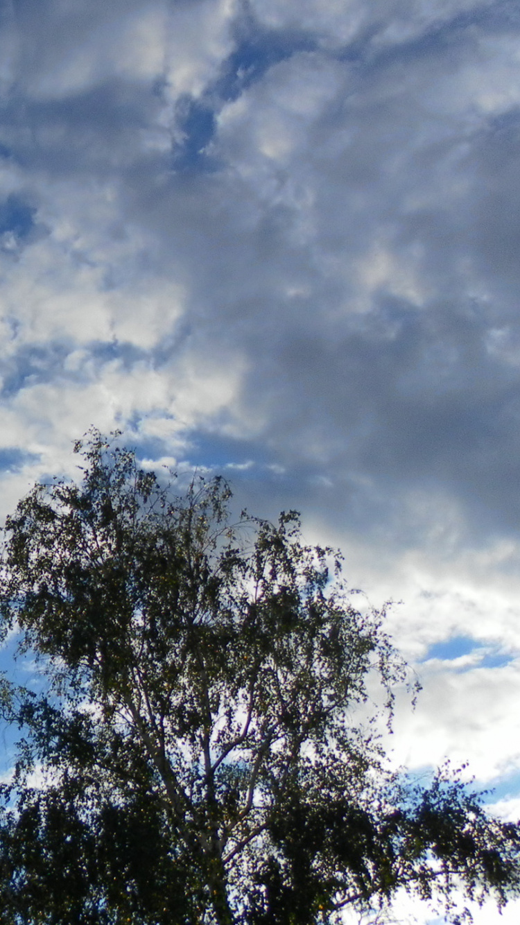 Arbres Verts Sous Ciel Bleu et Nuages Blancs Pendant la Journée. Wallpaper in 750x1334 Resolution