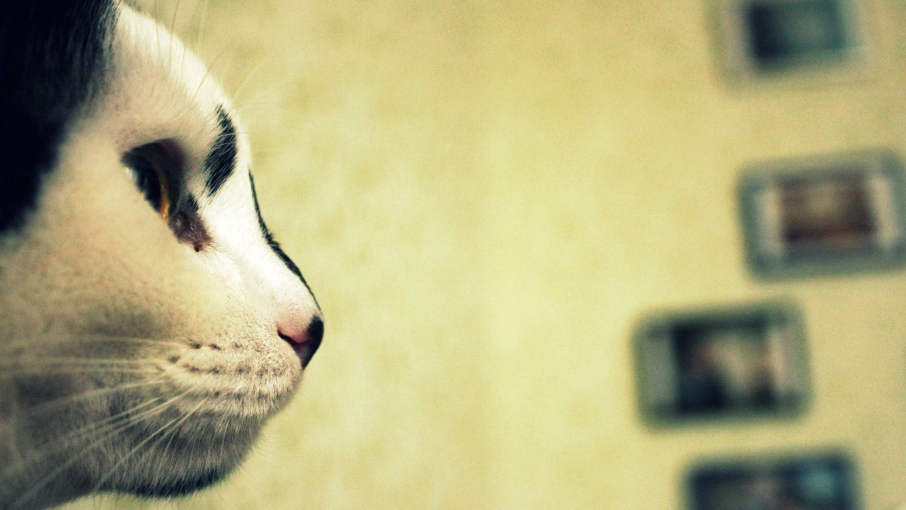 Gato Blanco y Negro en la Mesa de Madera Marrón. Wallpaper in 1280x720 Resolution