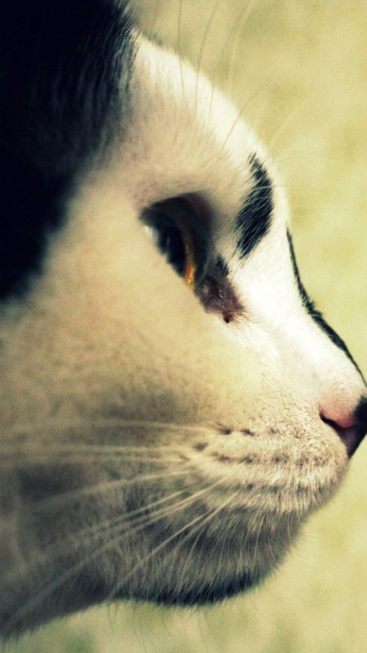 Gato Blanco y Negro en la Mesa de Madera Marrón. Wallpaper in 720x1280 Resolution