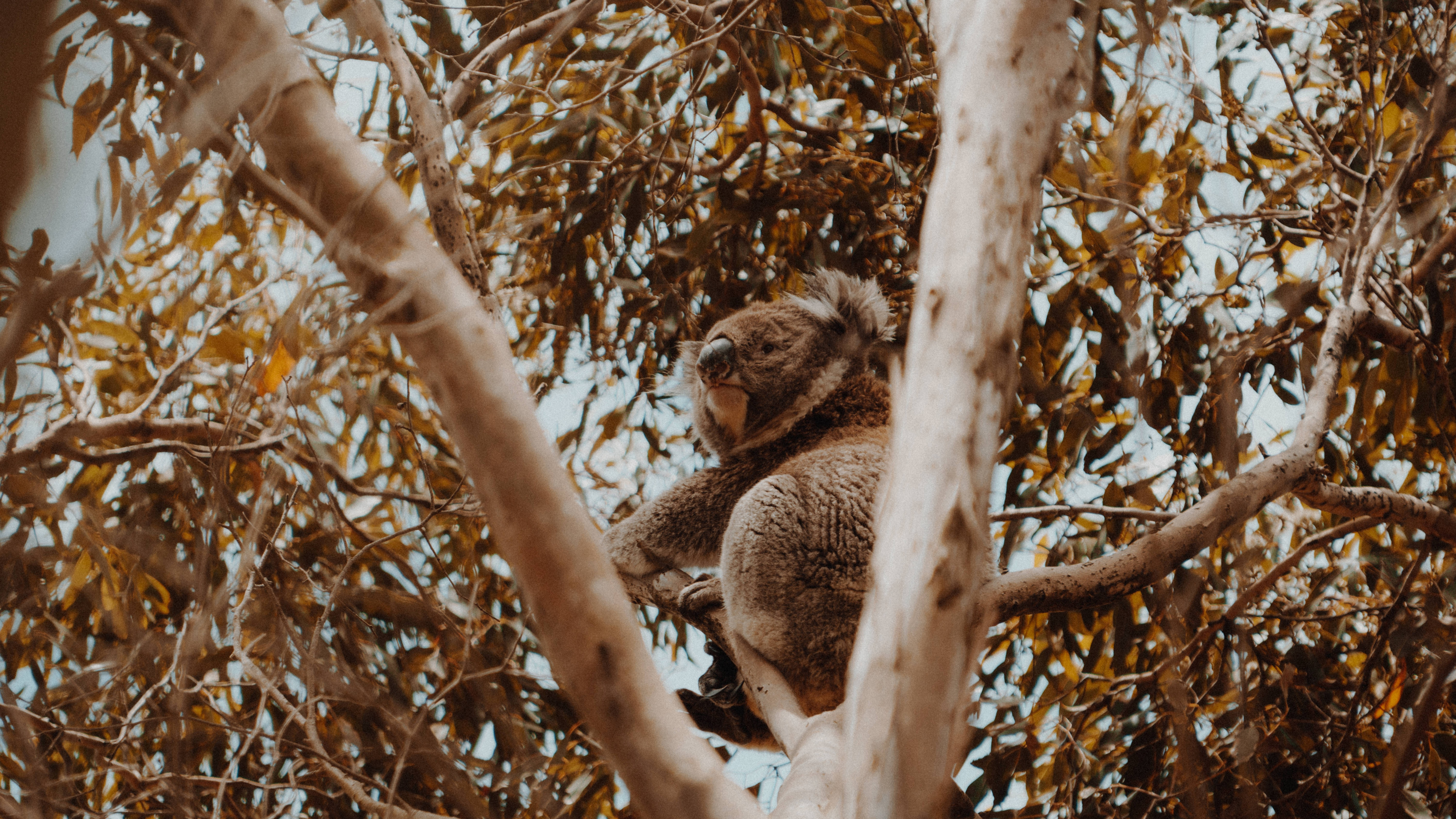 Koala Auf Braunem Ast. Wallpaper in 3840x2160 Resolution