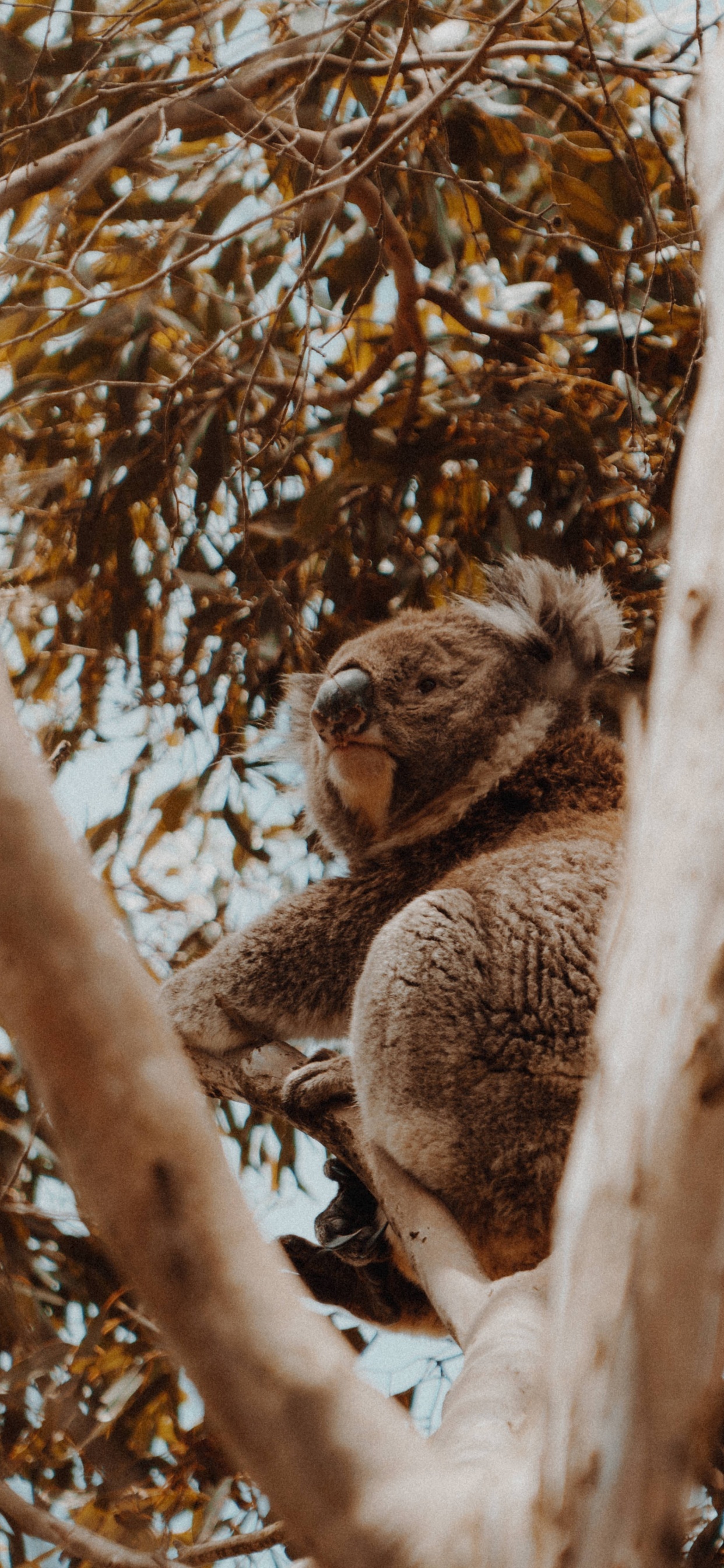 Koala Sur Une Branche D'arbre Brun. Wallpaper in 1242x2688 Resolution