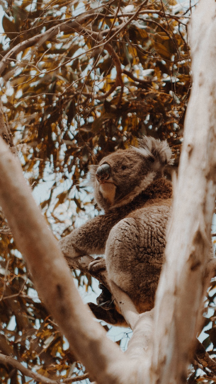 Koala Sur Une Branche D'arbre Brun. Wallpaper in 720x1280 Resolution