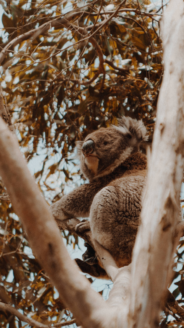 Koala Sur Une Branche D'arbre Brun. Wallpaper in 750x1334 Resolution