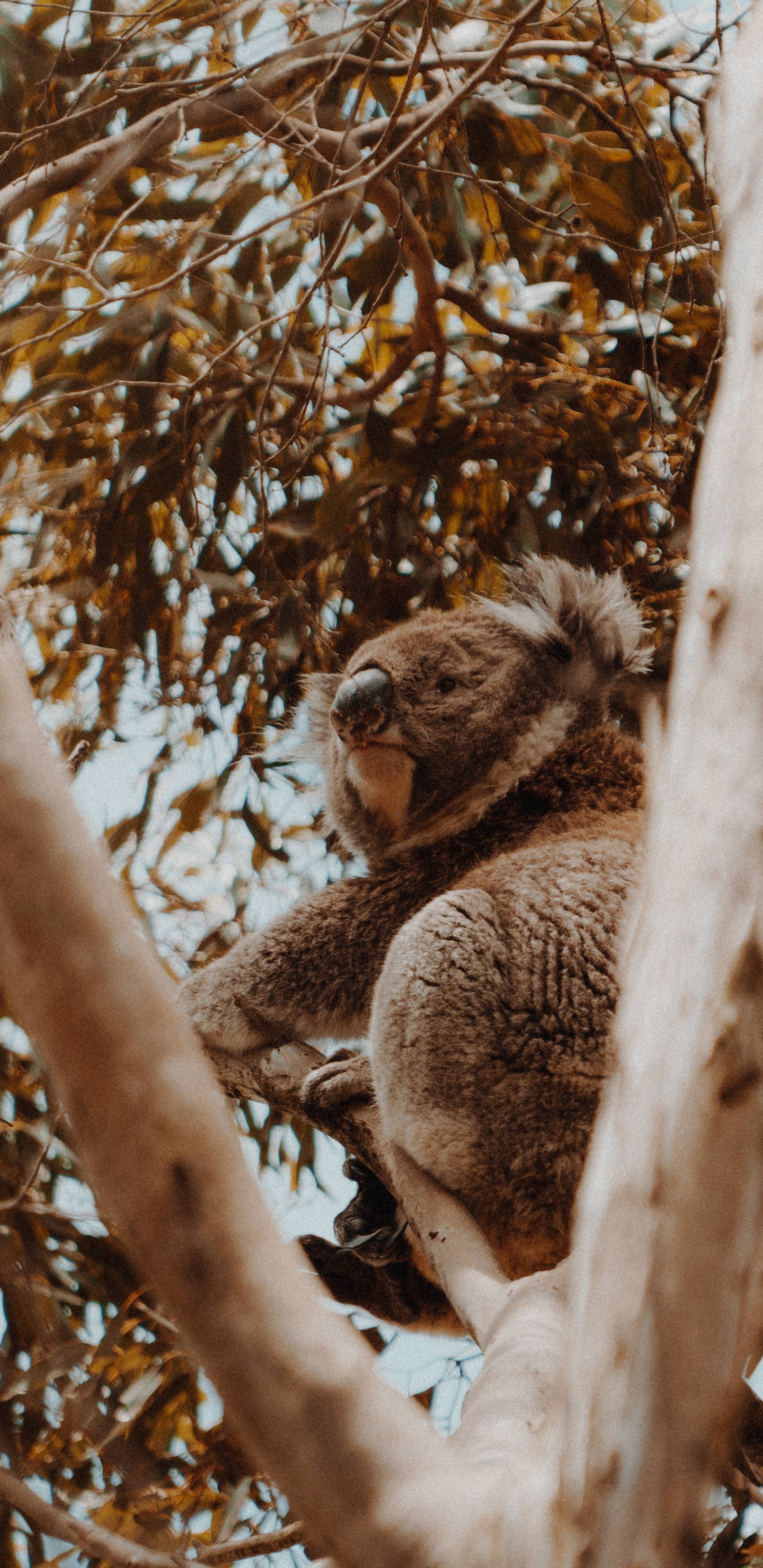 Koala en la Rama de un Árbol Marrón. Wallpaper in 1440x2960 Resolution