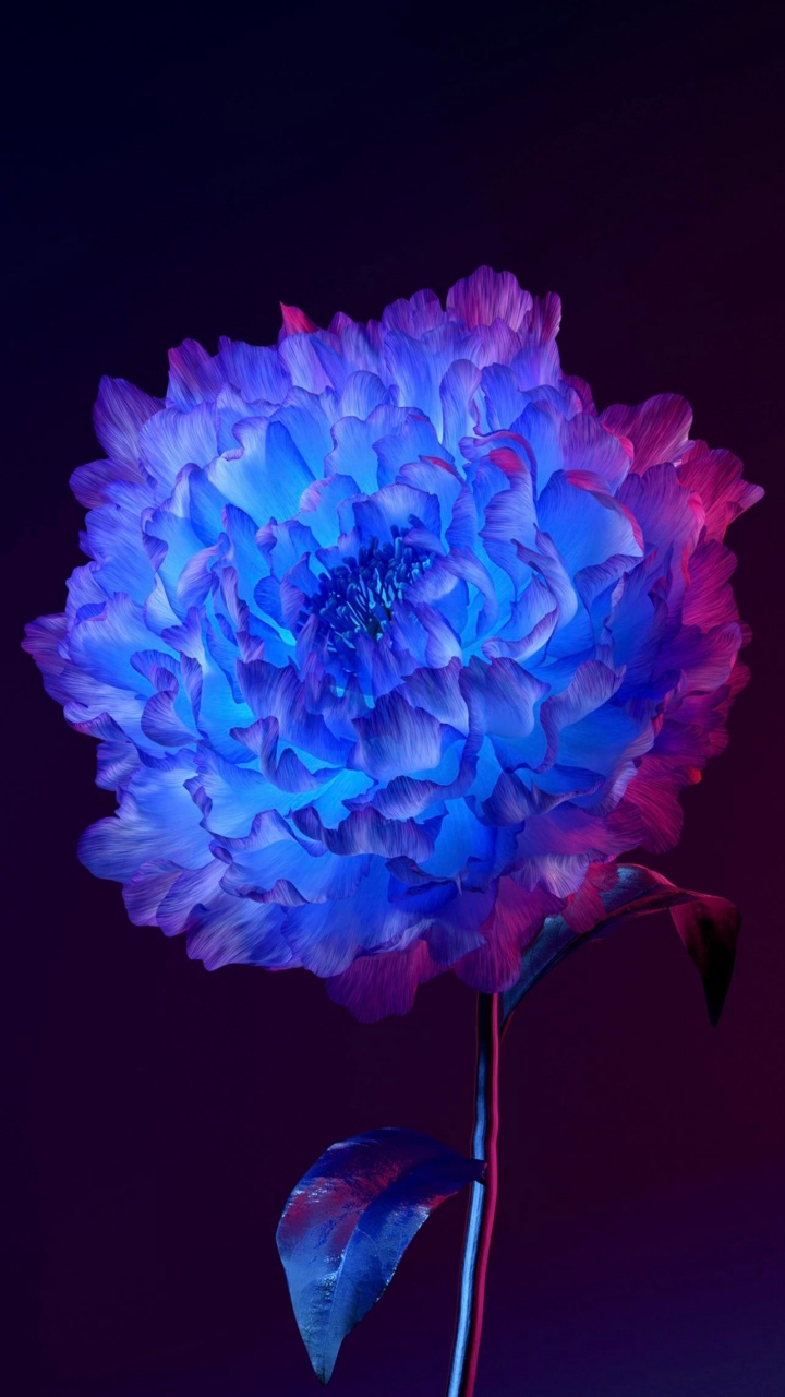 安卓, 紫色的, 紫罗兰色, 艺术, 电蓝色的 壁纸 720x1280 允许