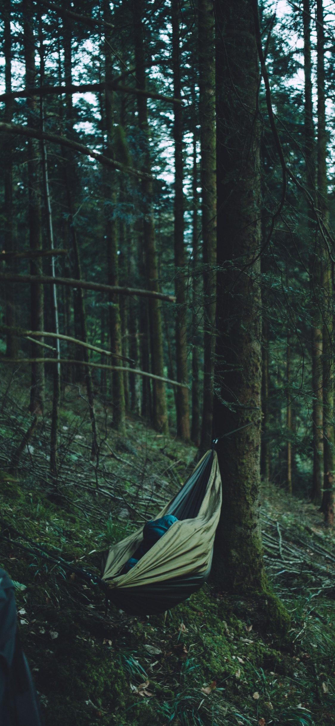 Grün-schwarzes Zelt Mitten im Wald. Wallpaper in 1125x2436 Resolution